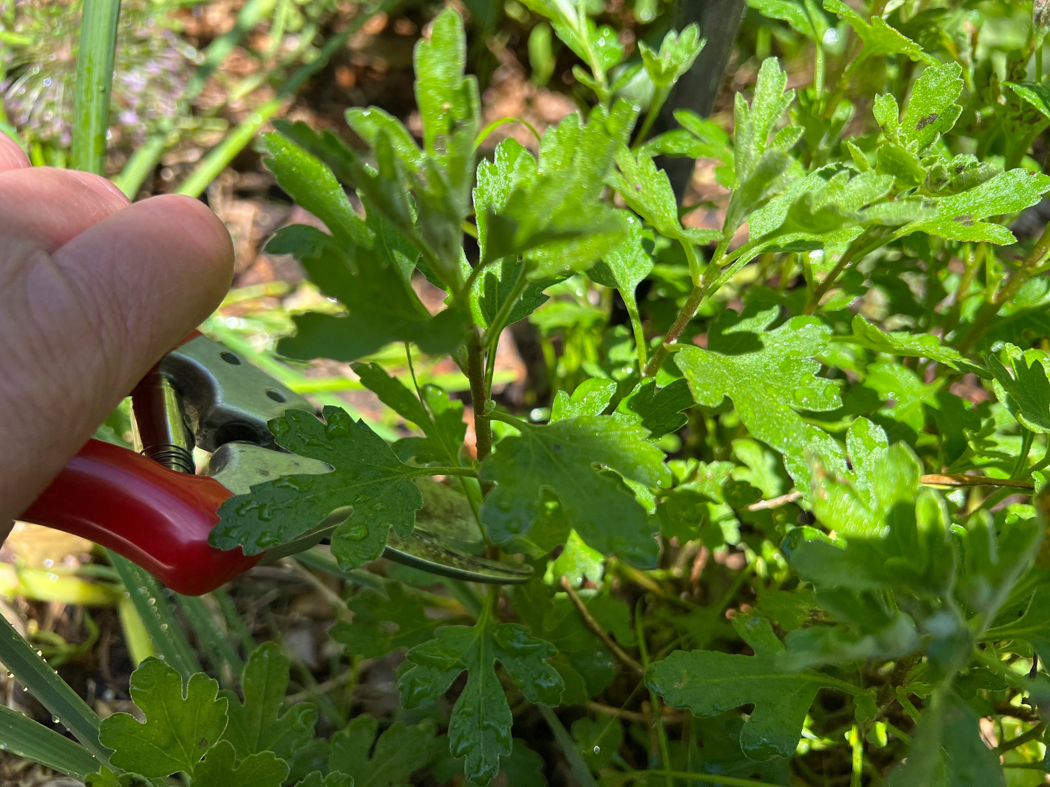 Jessica Damiano shows the pruning of the top third of a chrysanthemum plant. Three such carefully timed prunings each year will result in fuller, sturdier plants
