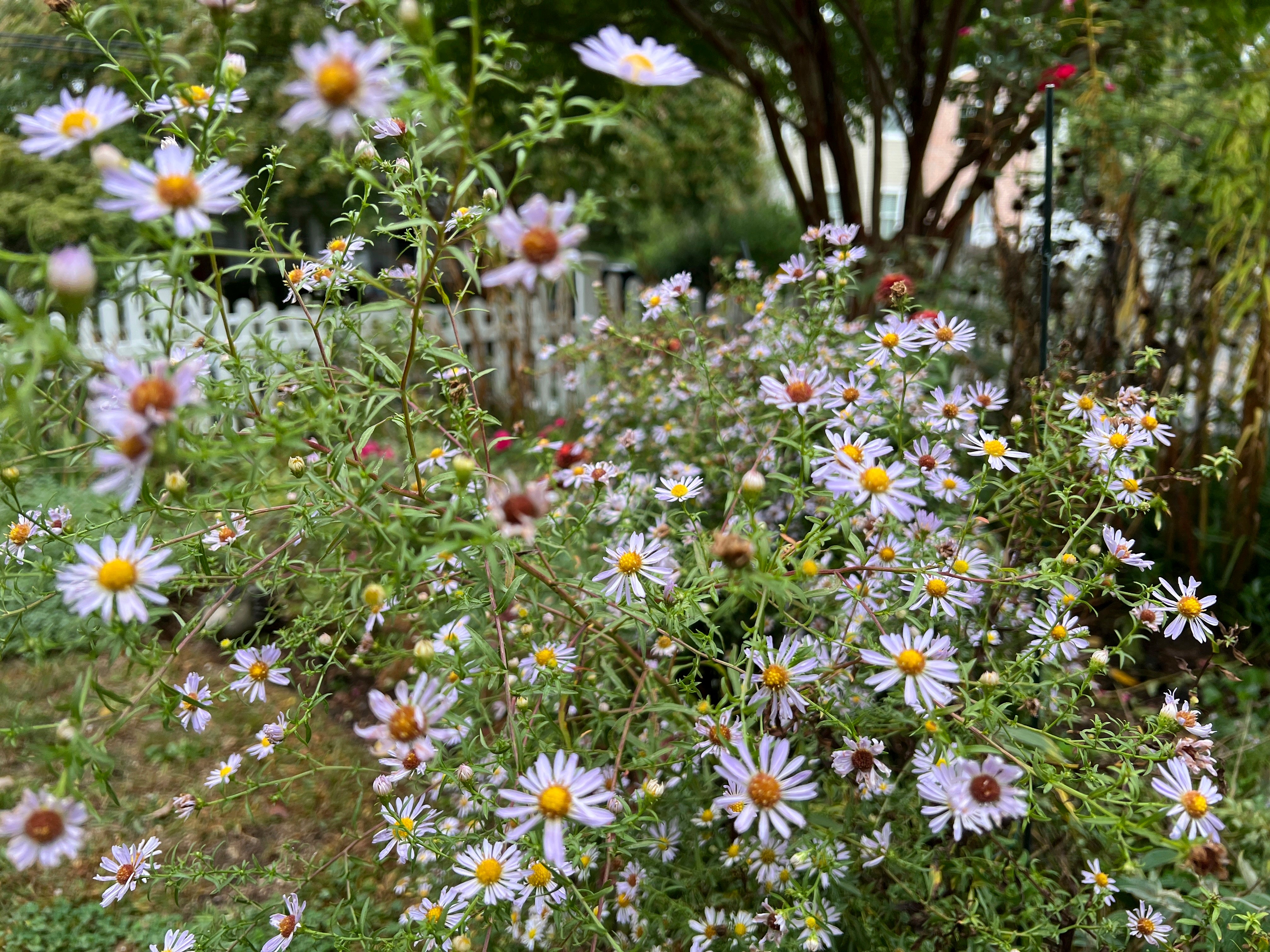 <p>Asters in bloom </p>