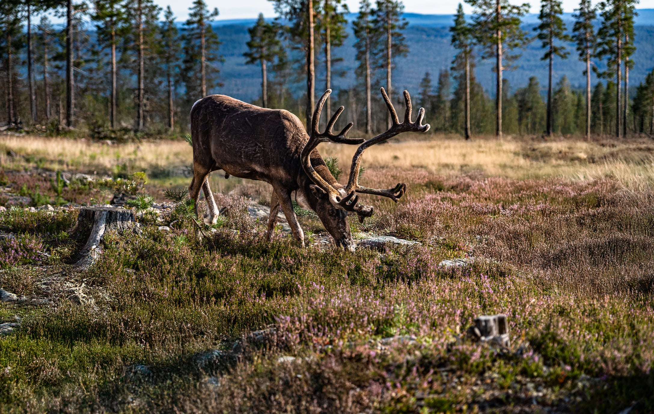 In northern Sweden, Sami herders look after reindeer