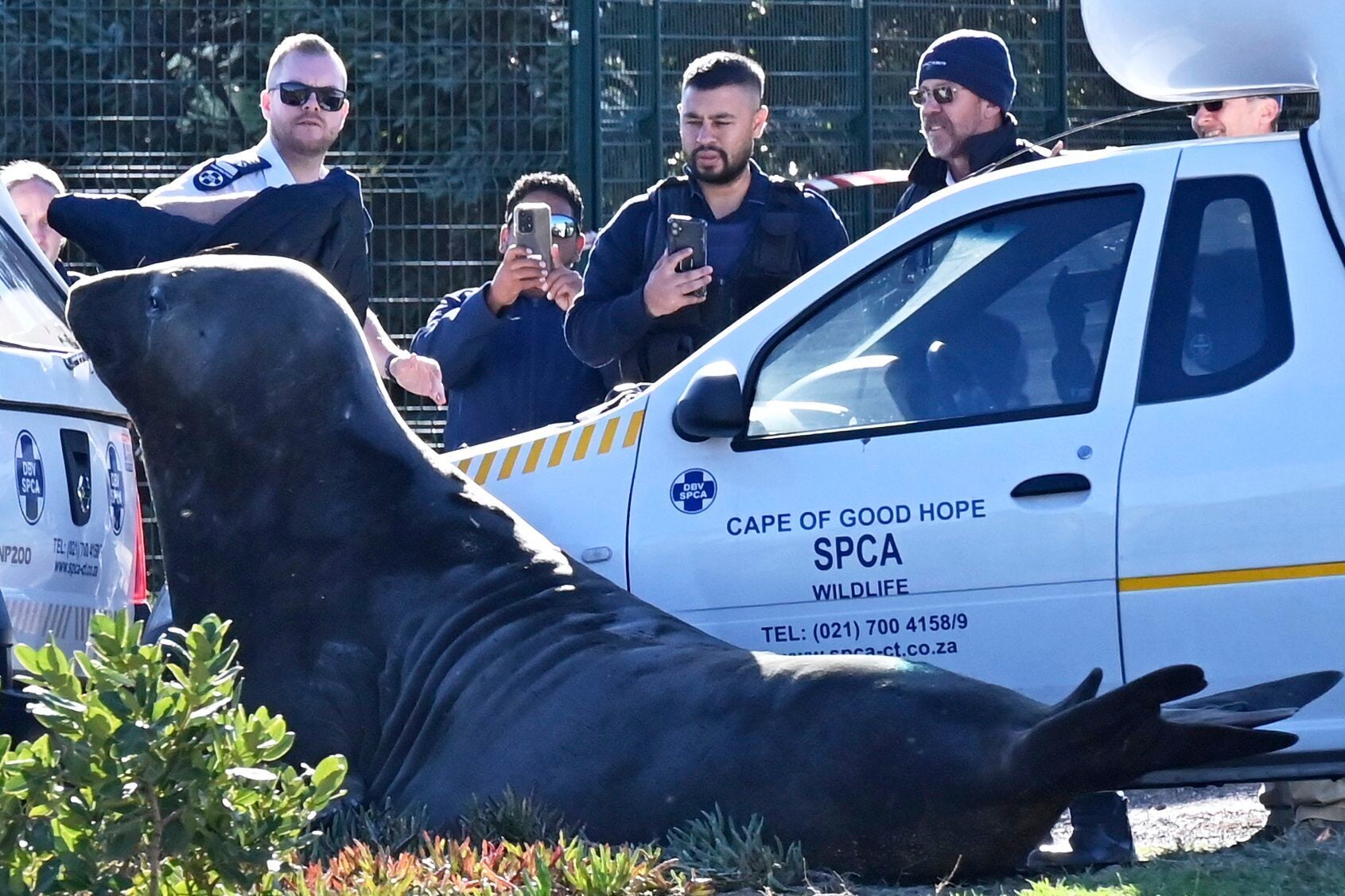 South Africa Elephant Seal