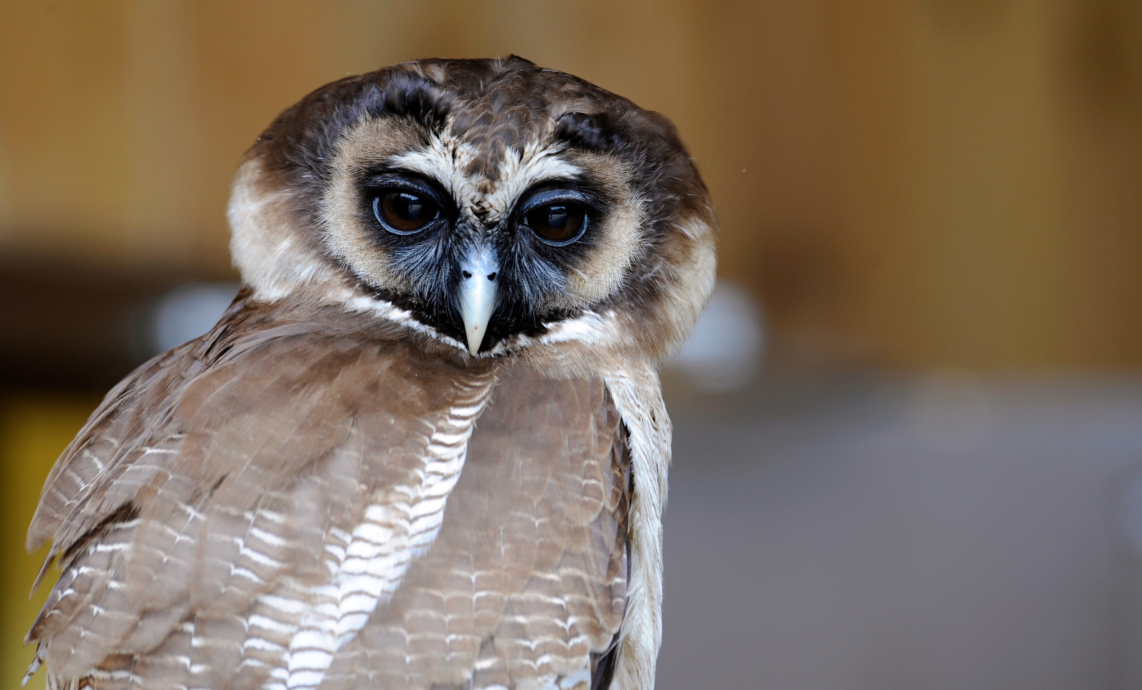 A Brown Wood Owl