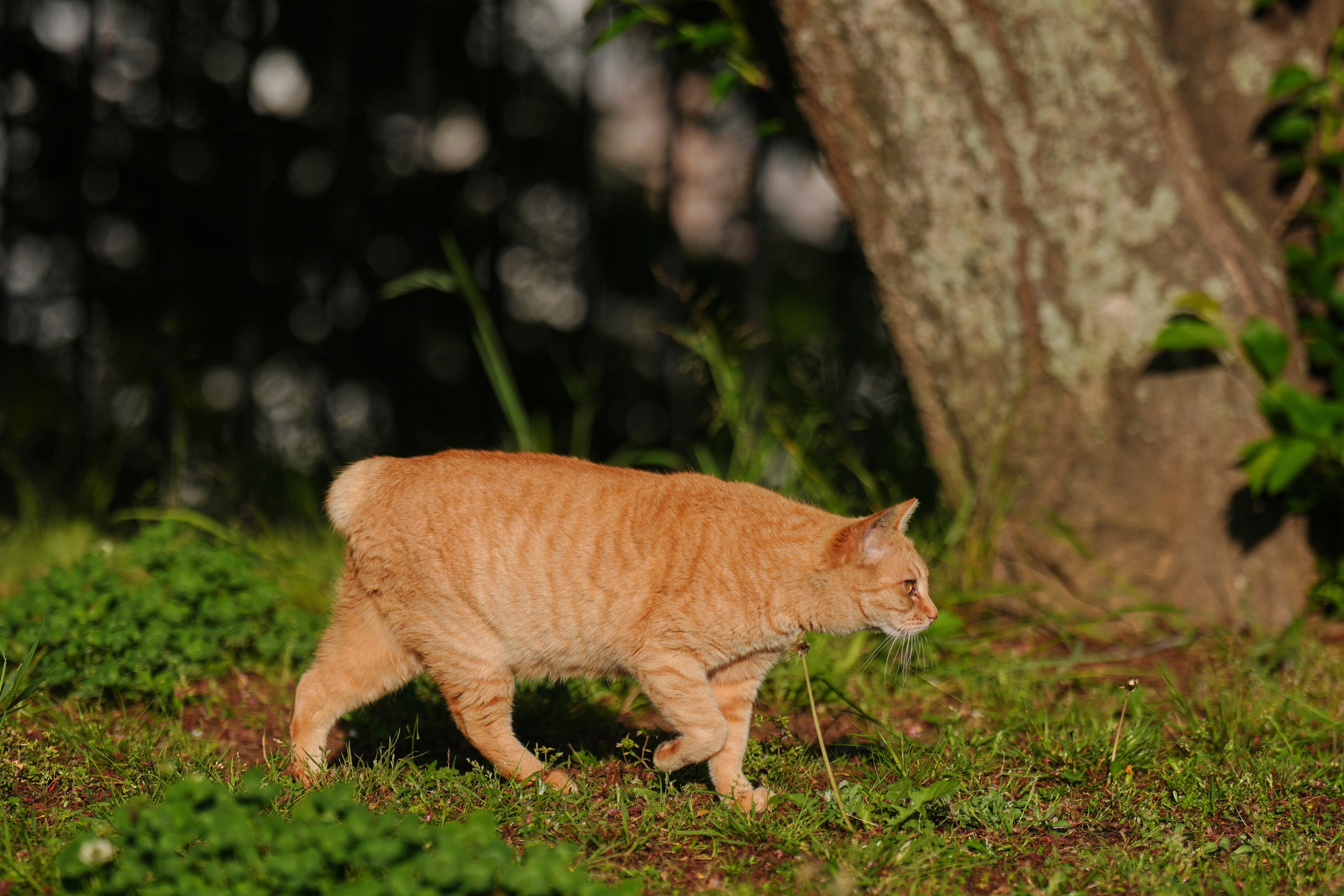 A bobtail cat in Nagasaki