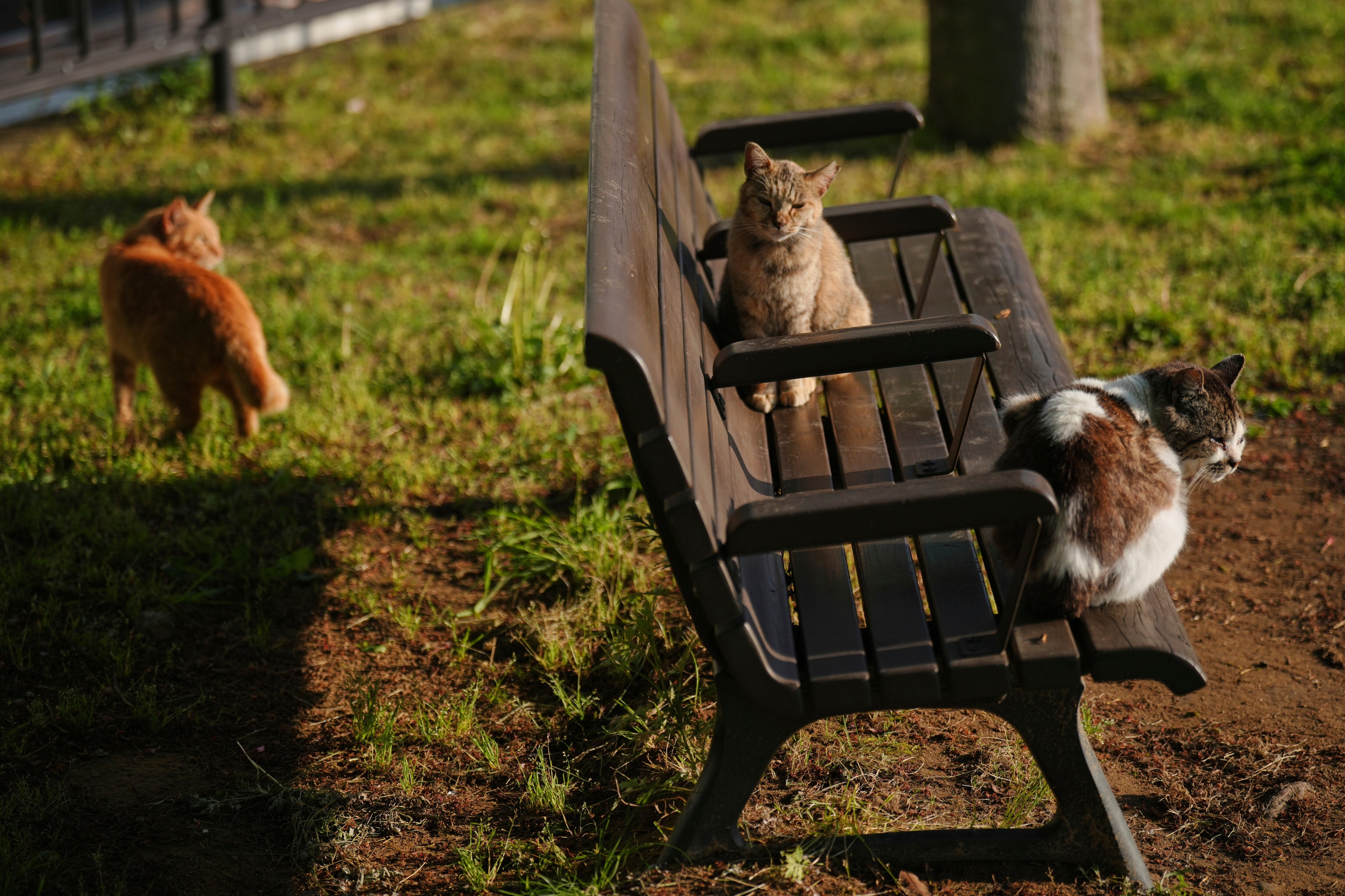 A stray bobtail cat rests at a park in Nagasaki