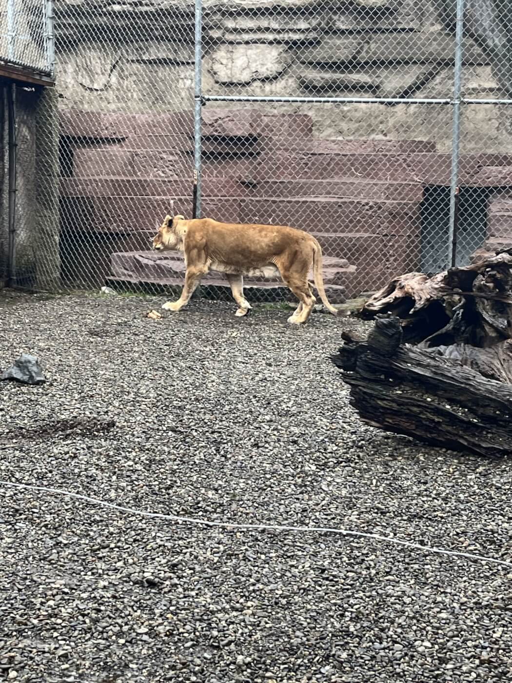 West Coast Game Park Safari repeatedly failed to consult its attending veterinarian regarding the thin body condition of this lioness, Isabella, PETA reported