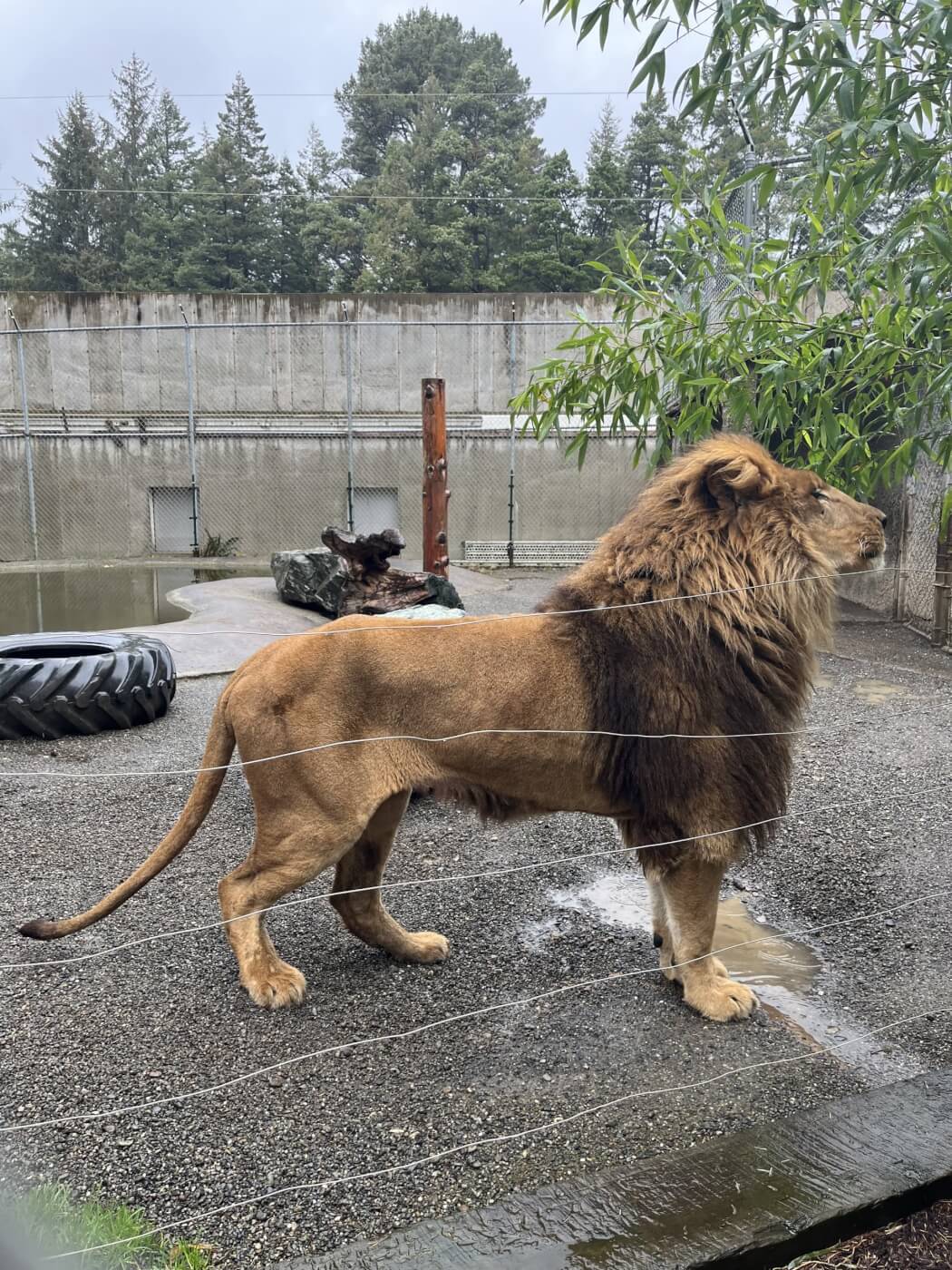 Photos show a thin Jabari as disturbing inspection reports of malnourished animals and unsanitary conditions are revealed