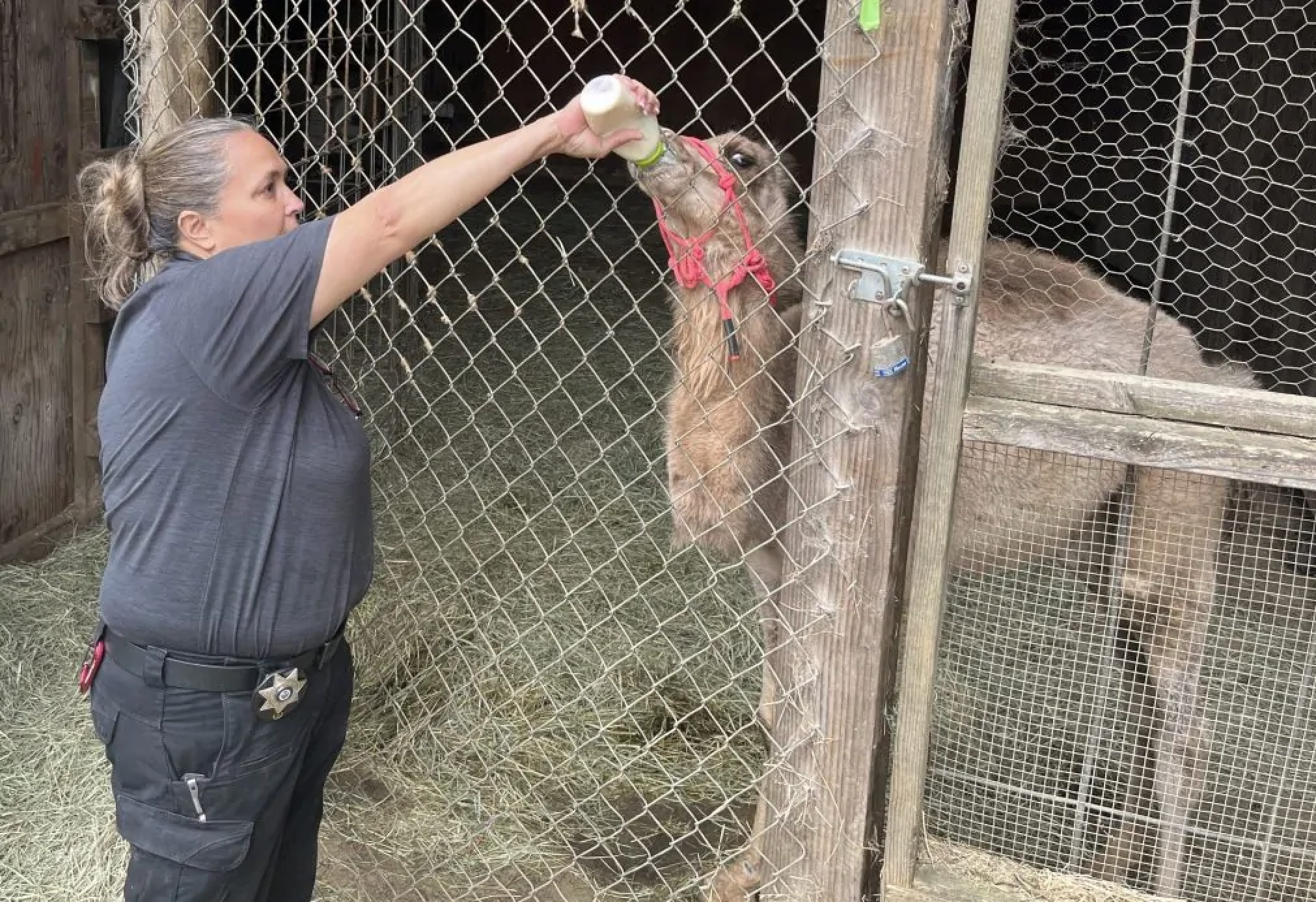 Investigators who seized more than 300 animals during the search of a troubled animal safari park on the Southern Oregon Coast say they also found meth, about $1.6 million in cash and bonds, and dozens of firearms.