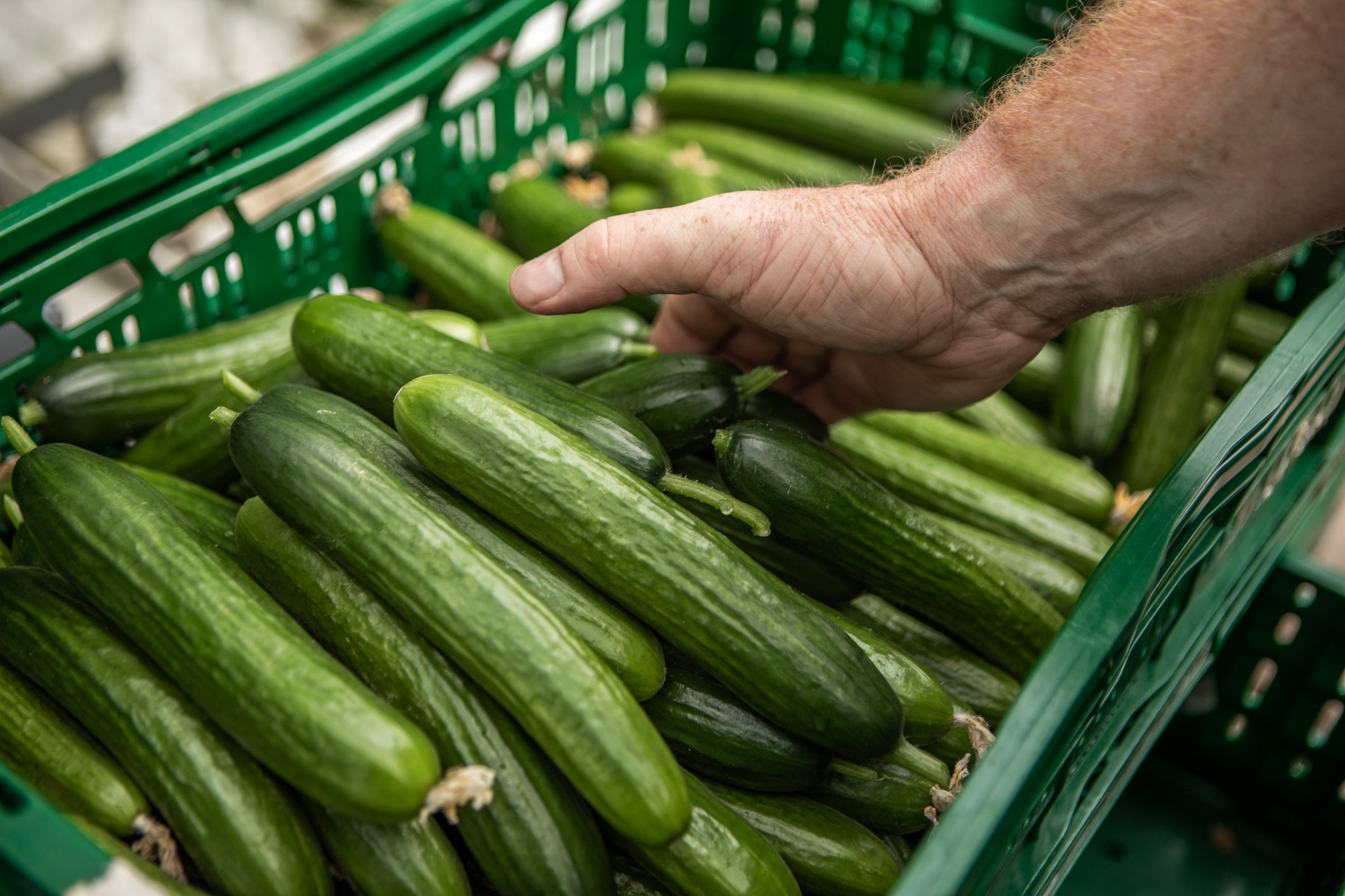 One of the most recent outbreaks has been tied to cucumbers. Nine people have been hospitalized following salmonella infections