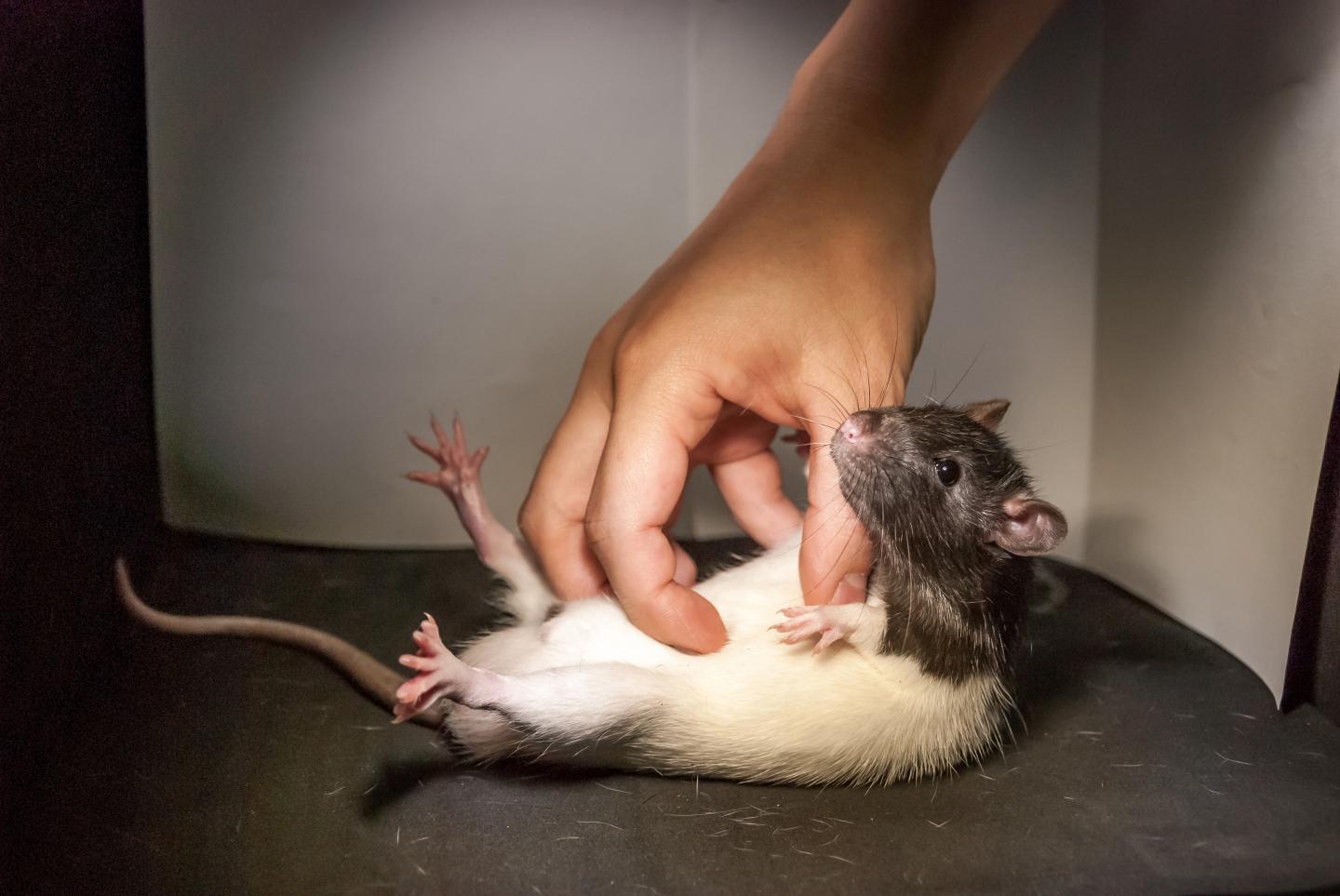 File image: Apes and even rats respond to ticklish touches, indicating that the process has an evolutionary significance