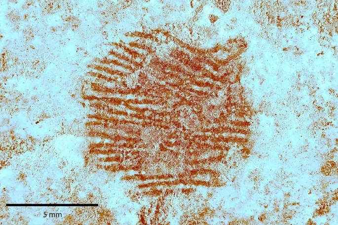 A dermatoglyphic image of the ochre fingerprint was obtained using multispectral analysis of the red dot