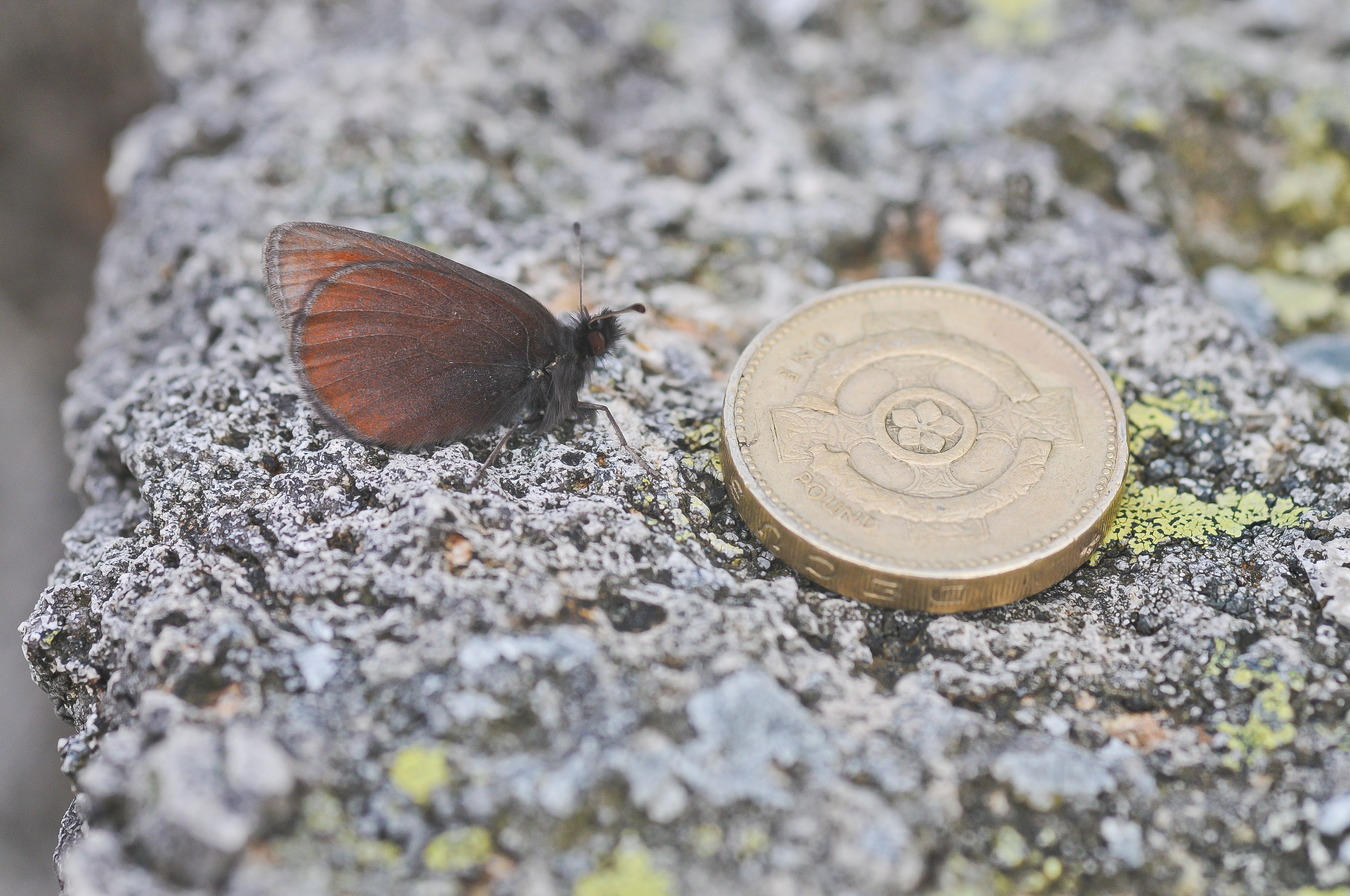 Mountain ringlets are small and only active in bright sunshine (David Morris/PA)