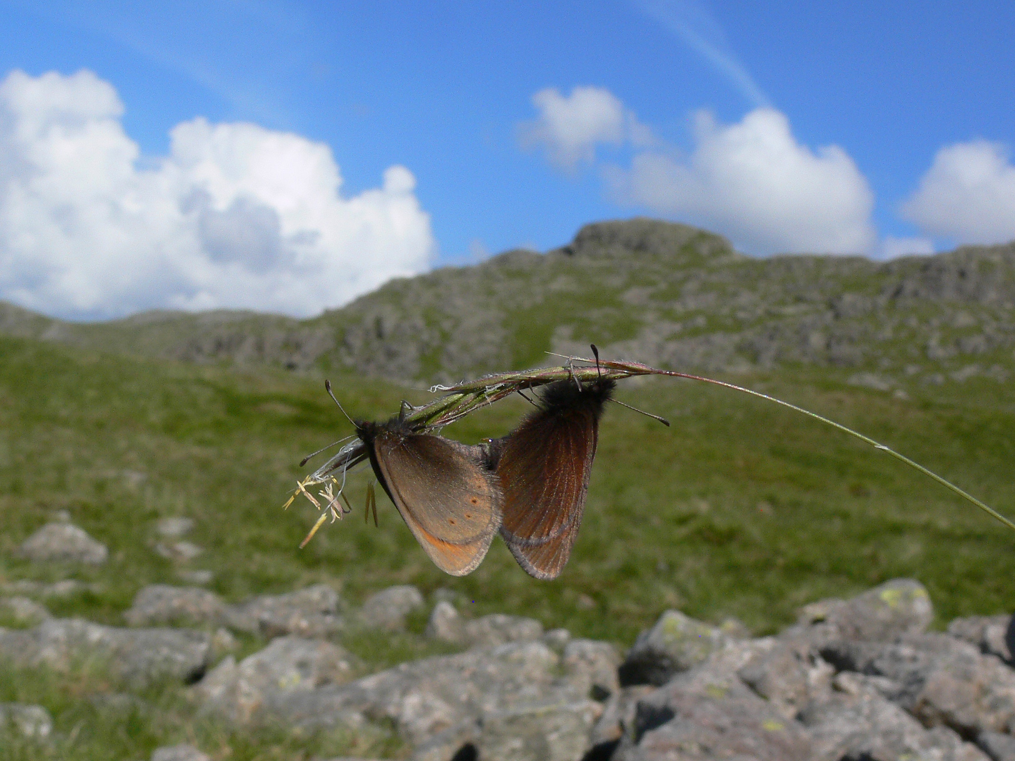 The public is being asked to look out for mountain ringlets in the Lake District ( Tim Melling/PA)