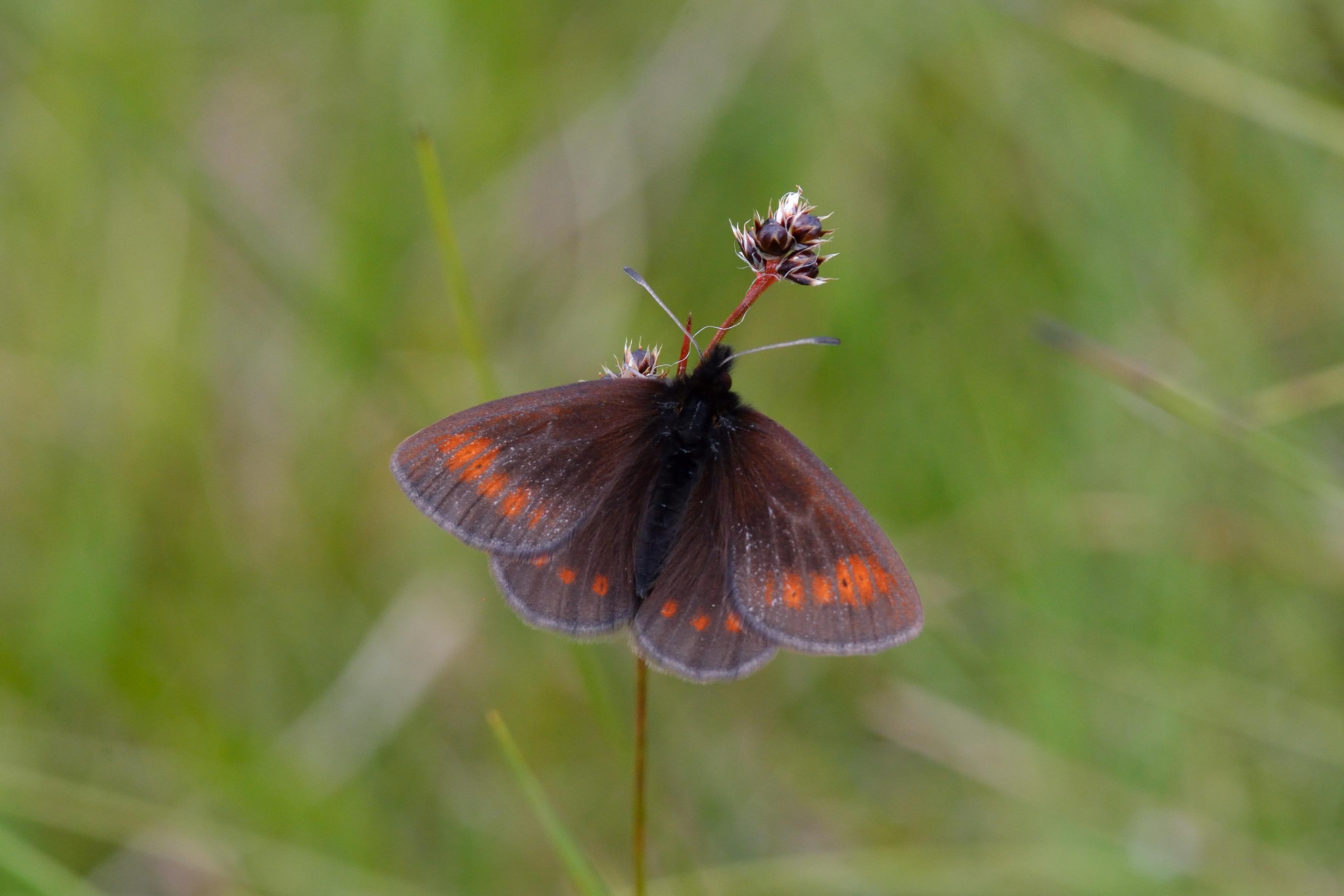 The mountain ringlet, a small brown butterfly with orange wing spots, lives exclusively on mountains and is more commonly found in Scotland than in England (Ben Lawers/PA)