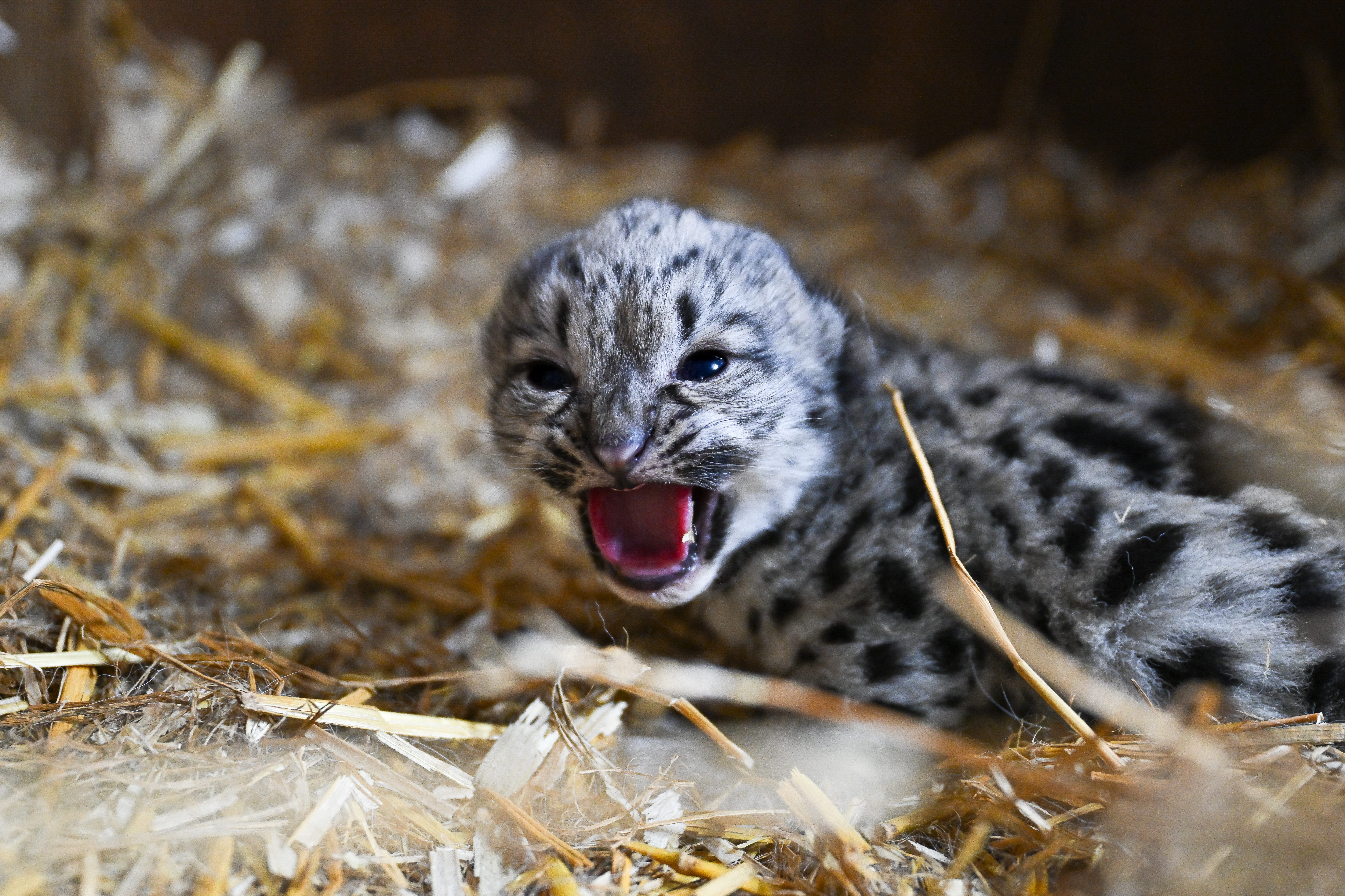 Snow leopard cub ‘little lady’ was born on May 10 at The Big Cat Sanctuary in Kent