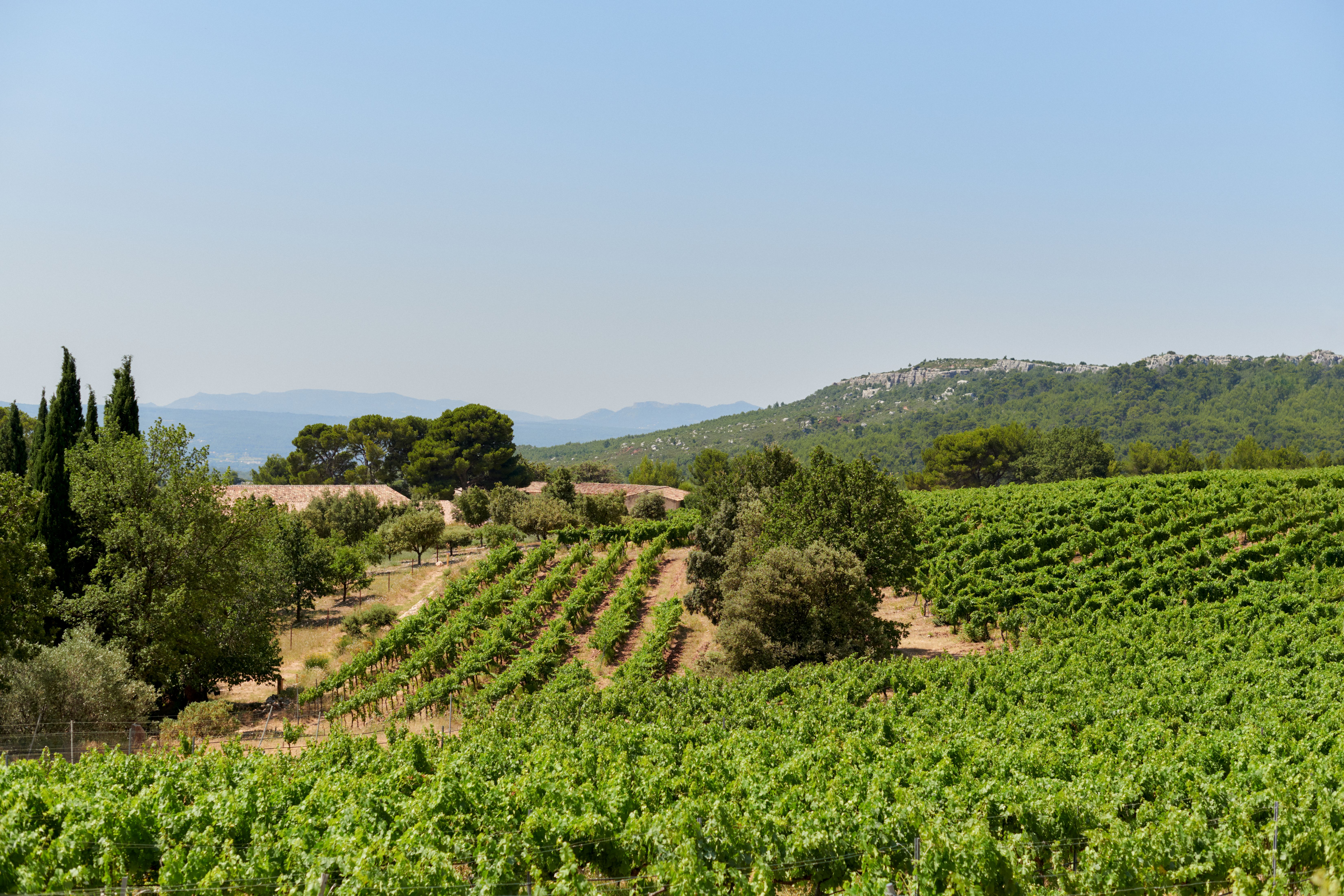 The wild, sun-drenched landscapes of Provence are the beating heart of Rosé’s evolution, where terroir meets tradition