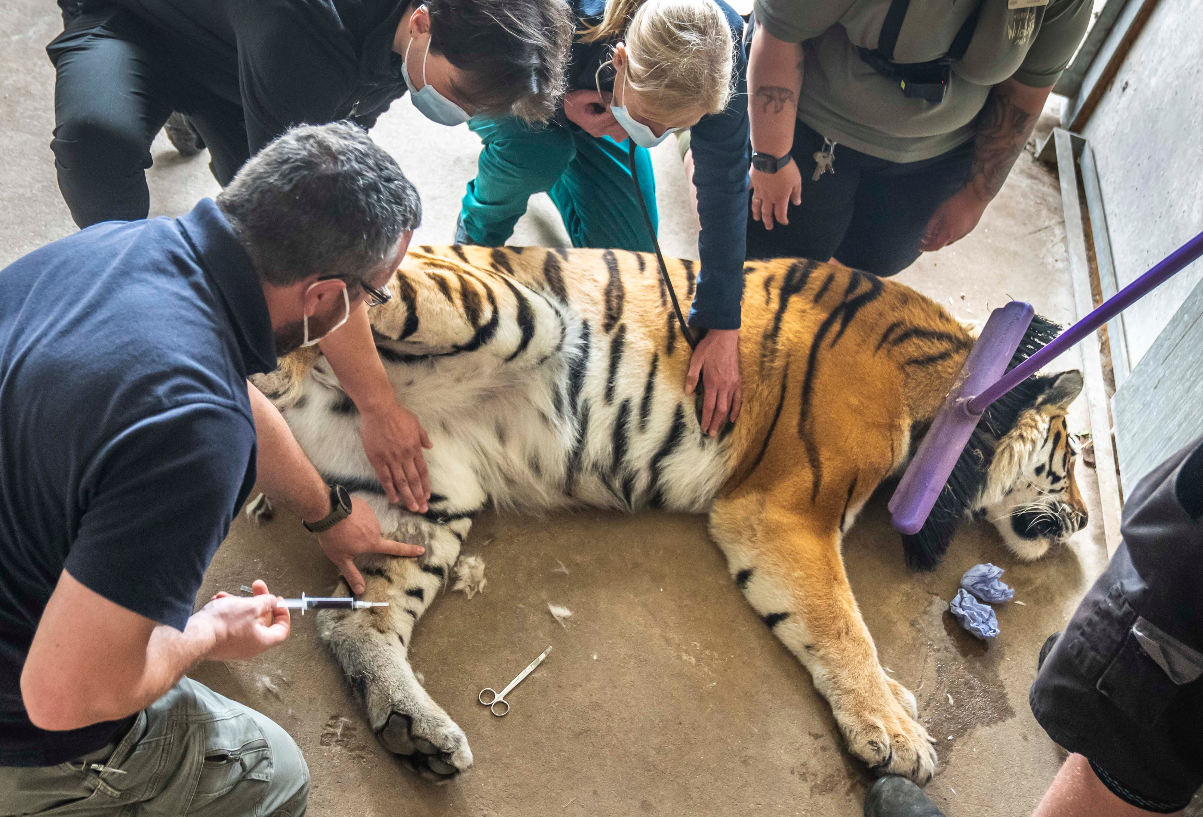 Vets and wildlife park staff carry out a delicate operation to remove an ingrown toenail from Tschuna, a 17-stone Amur Tiger, at Yorkshire Wildlife Park in Doncaster