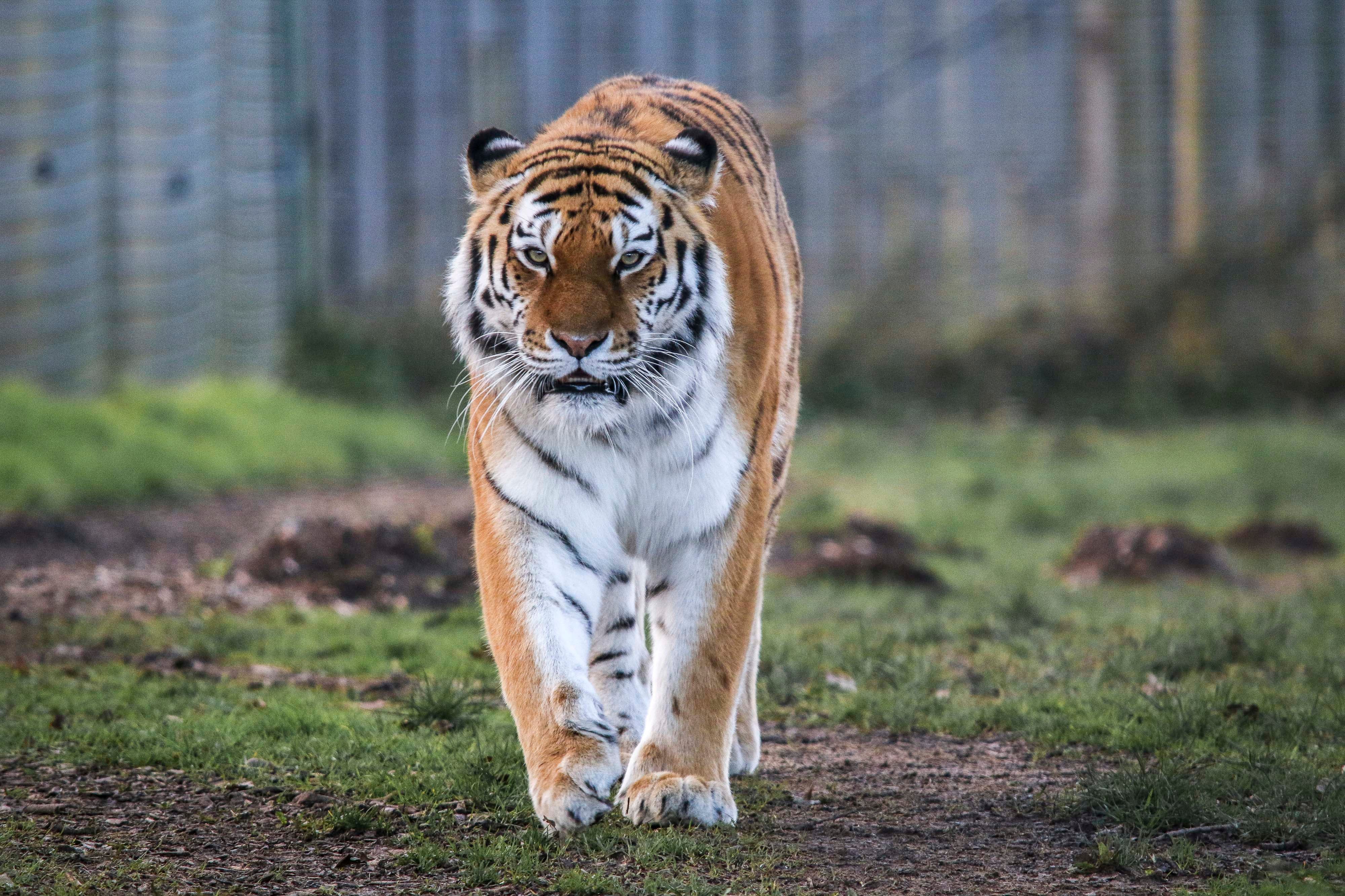 Tschuna, a 17-stone Amur Tiger, who as undergone a delicate operation to remove an ingrown toenail at Yorkshire Wildlife Park in Doncaster
