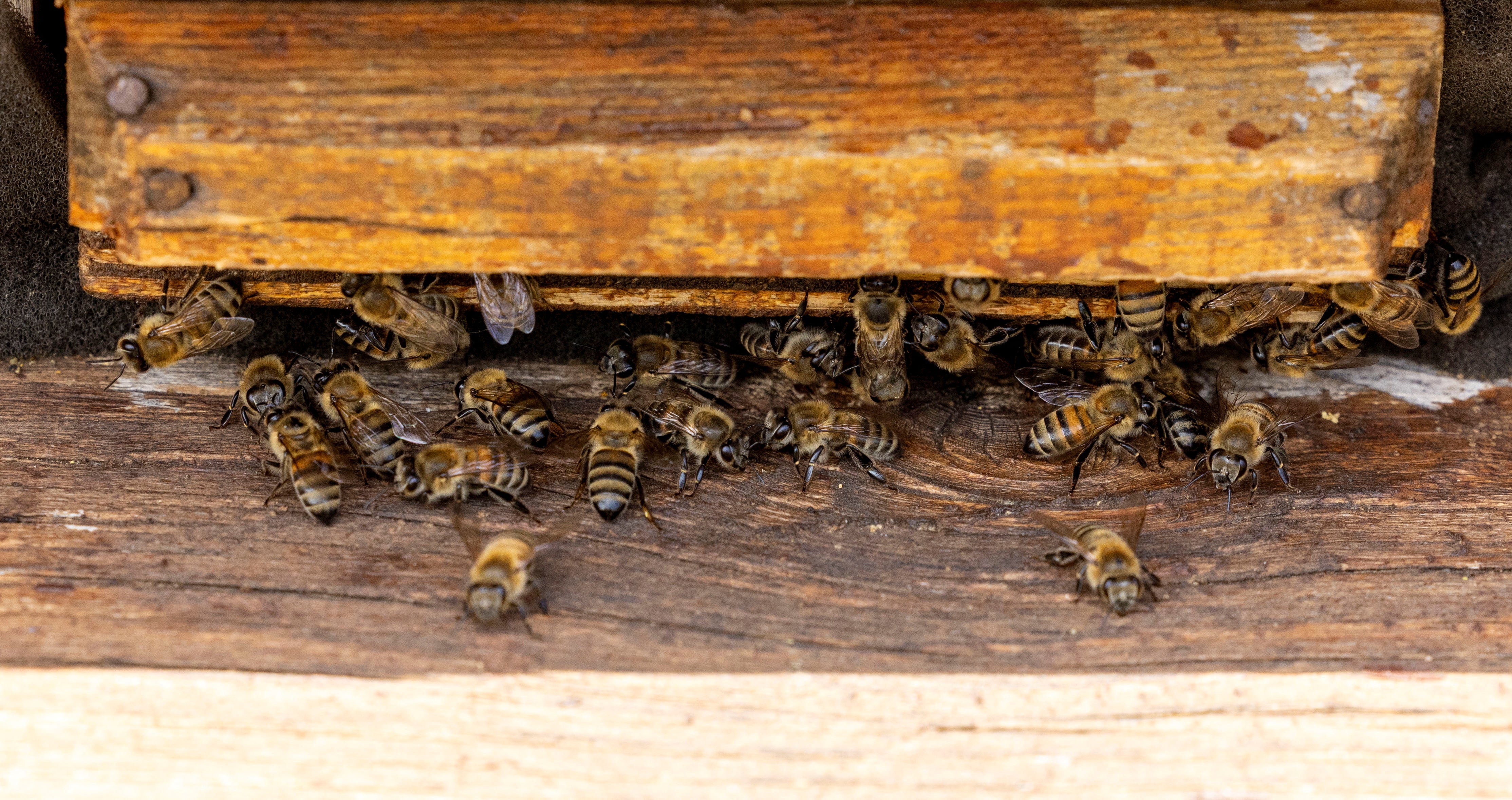 Bees enter a hive owned by beekeeper Huseyin Ceylan