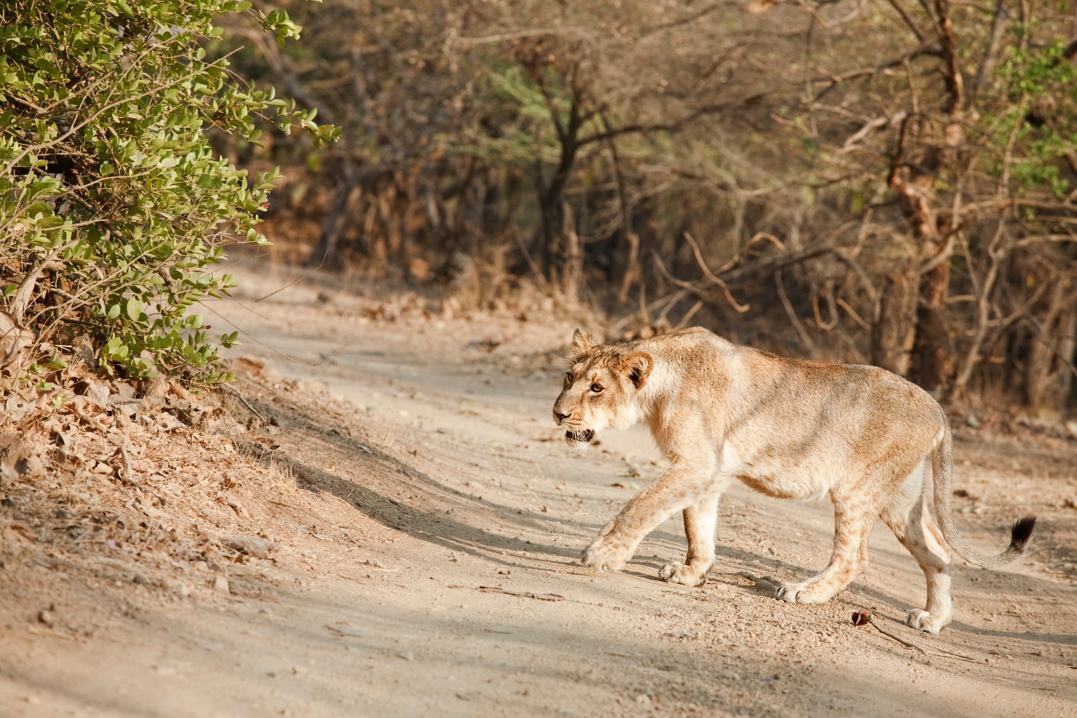 Gir National Park is home to free-roaming Asiatic lions