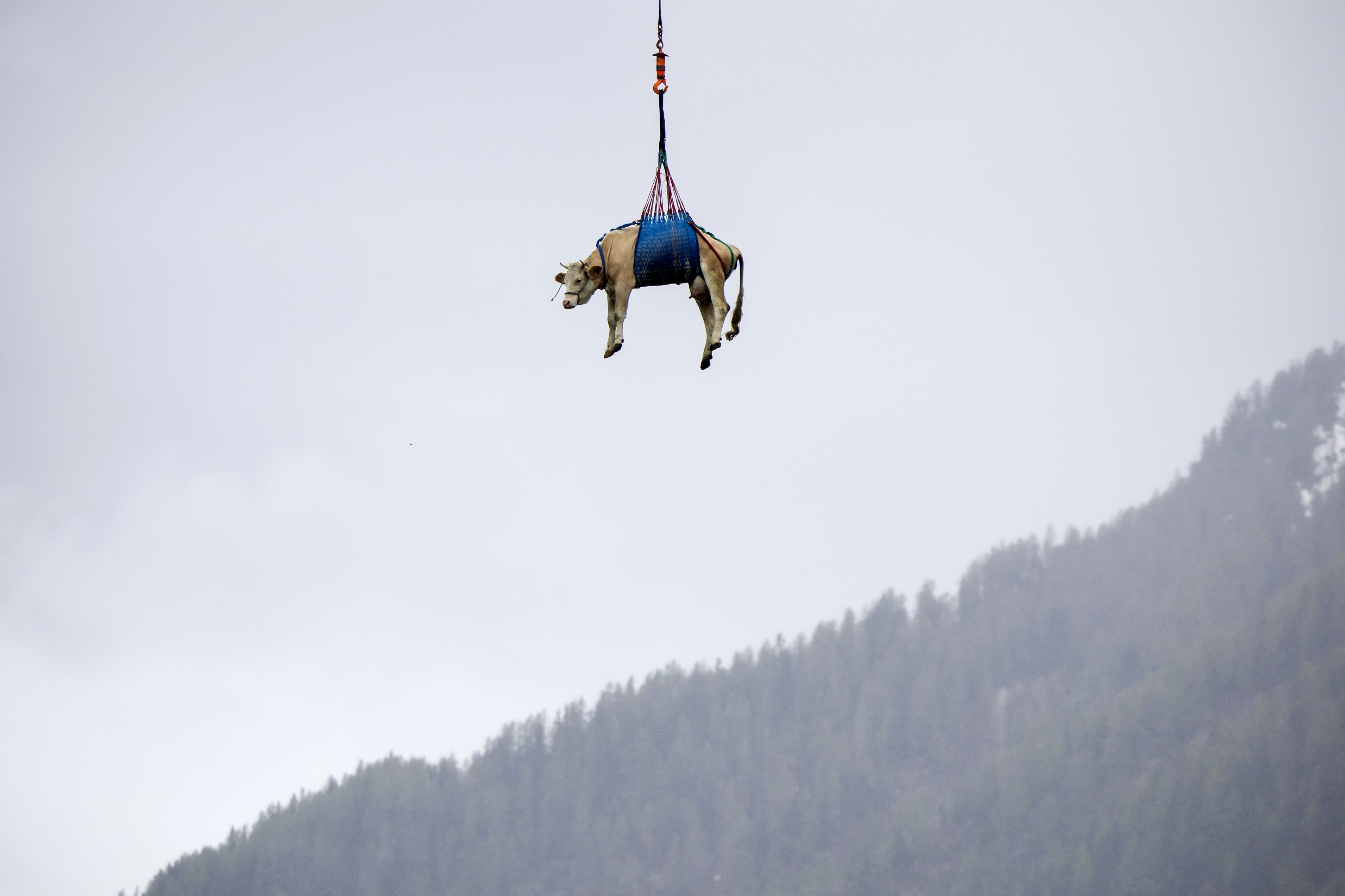 A cow is flown by helicopter from the landslide area near the Bietschhorn in the Loetschental valley to a farm, after being evacuated days before the collapse