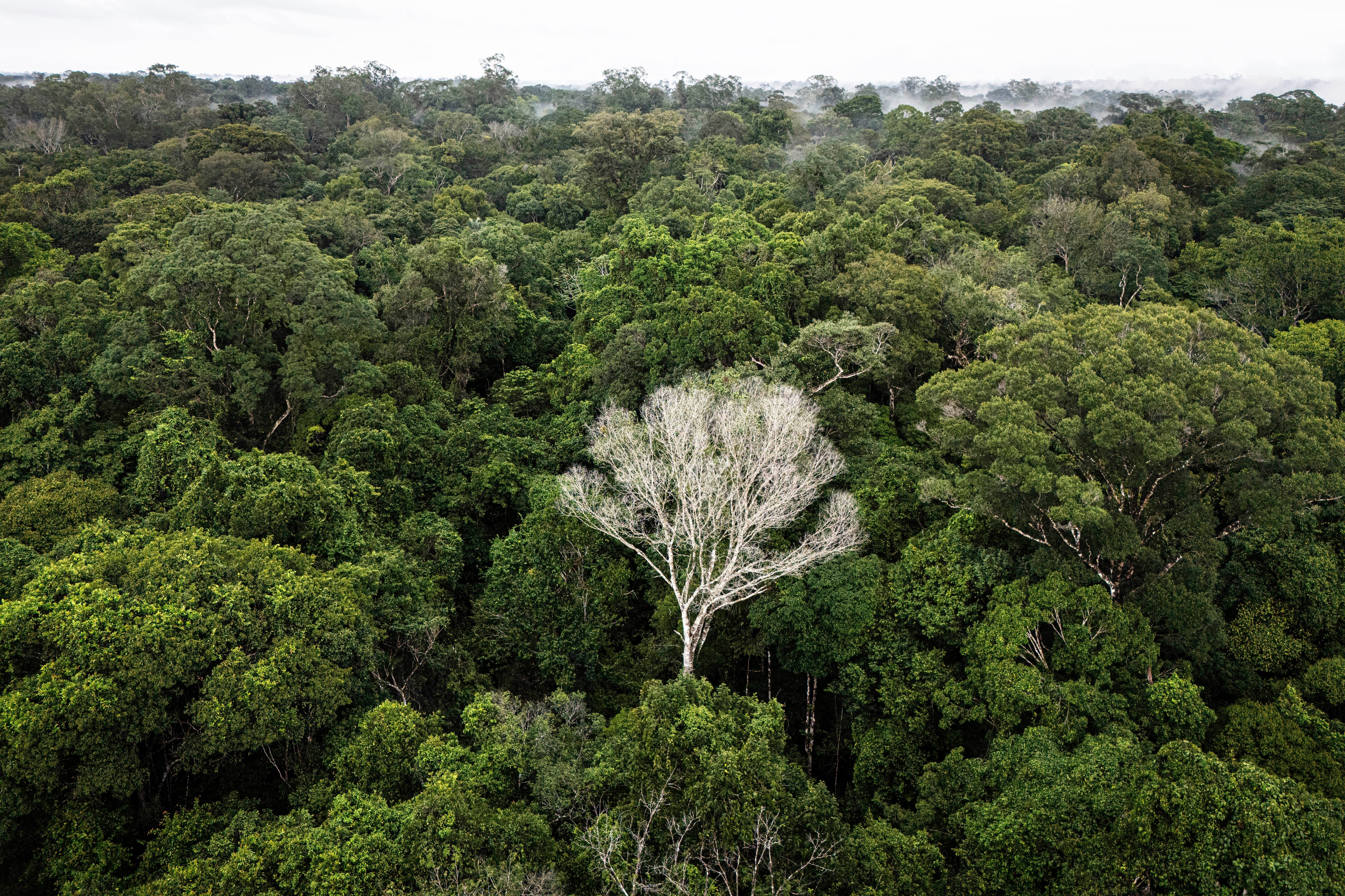 A white tree that is dead stands within a section of the Caxiuana National Forest that is used as a control plot for an experiment on drought run by the Esecaflor project