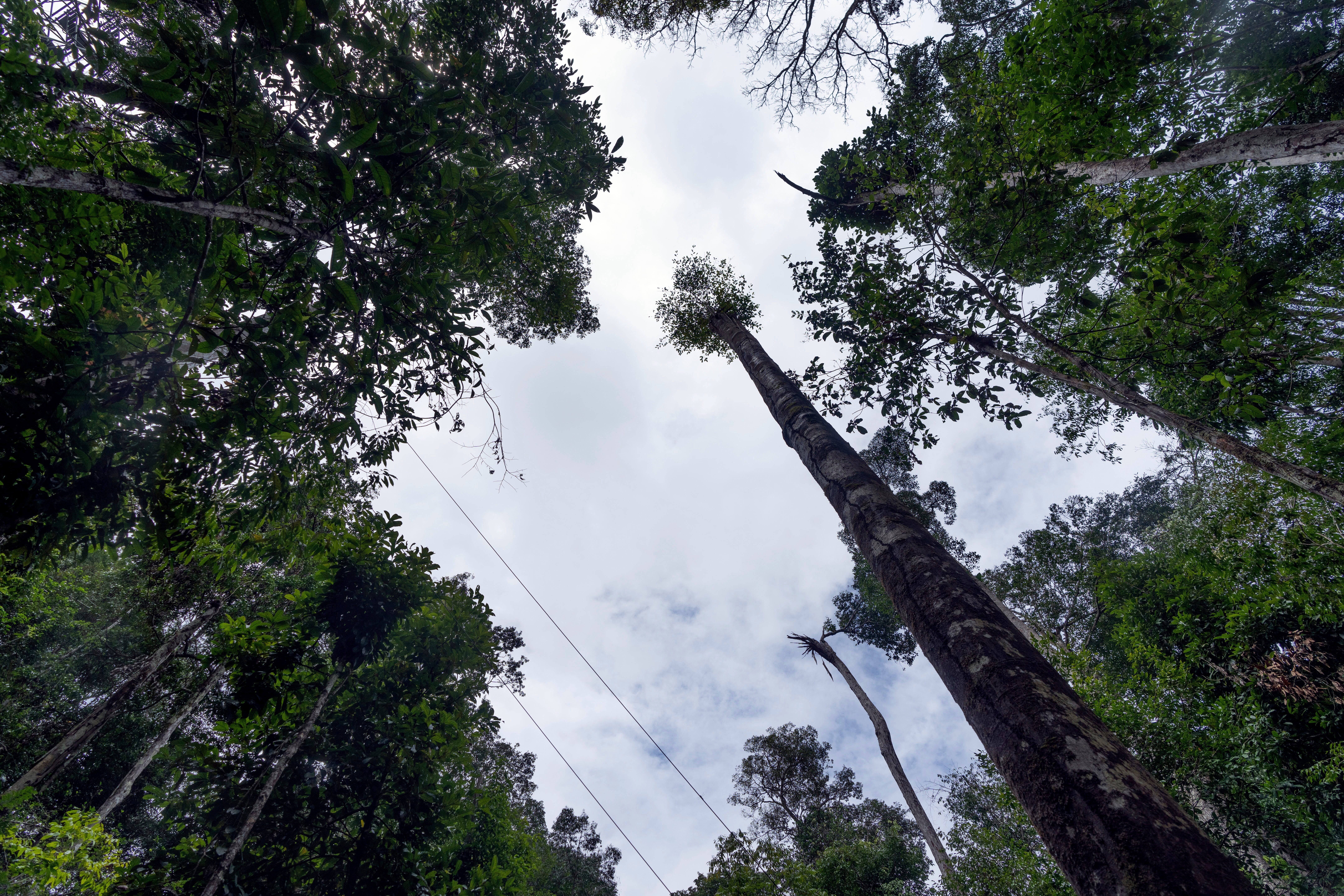 Trees across the Amazon rainforest are growing larger in response to rising levels of carbon dioxide in the atmosphere