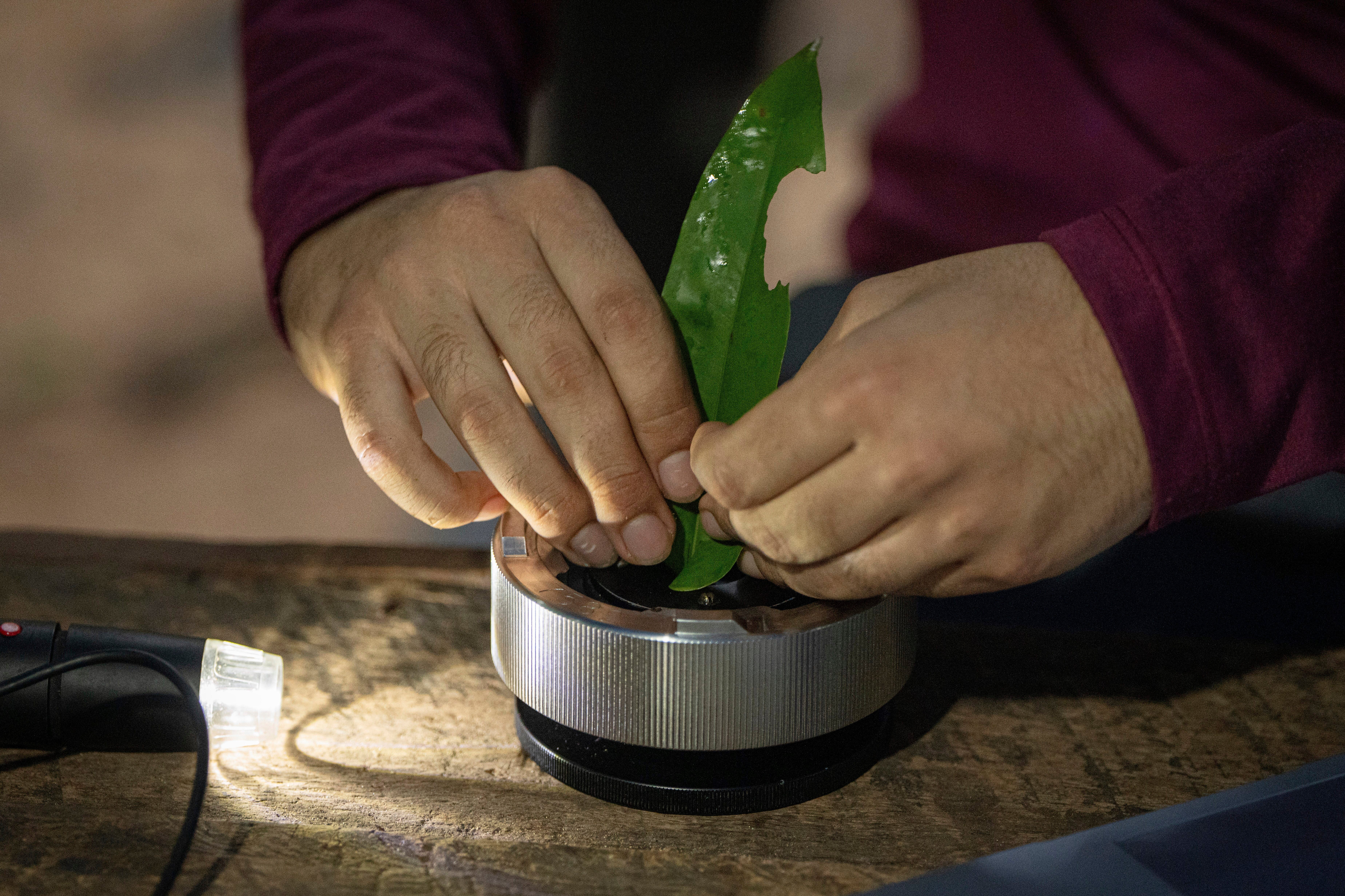 Researcher Joao Paulo analyses the humidity of a tree's leaves