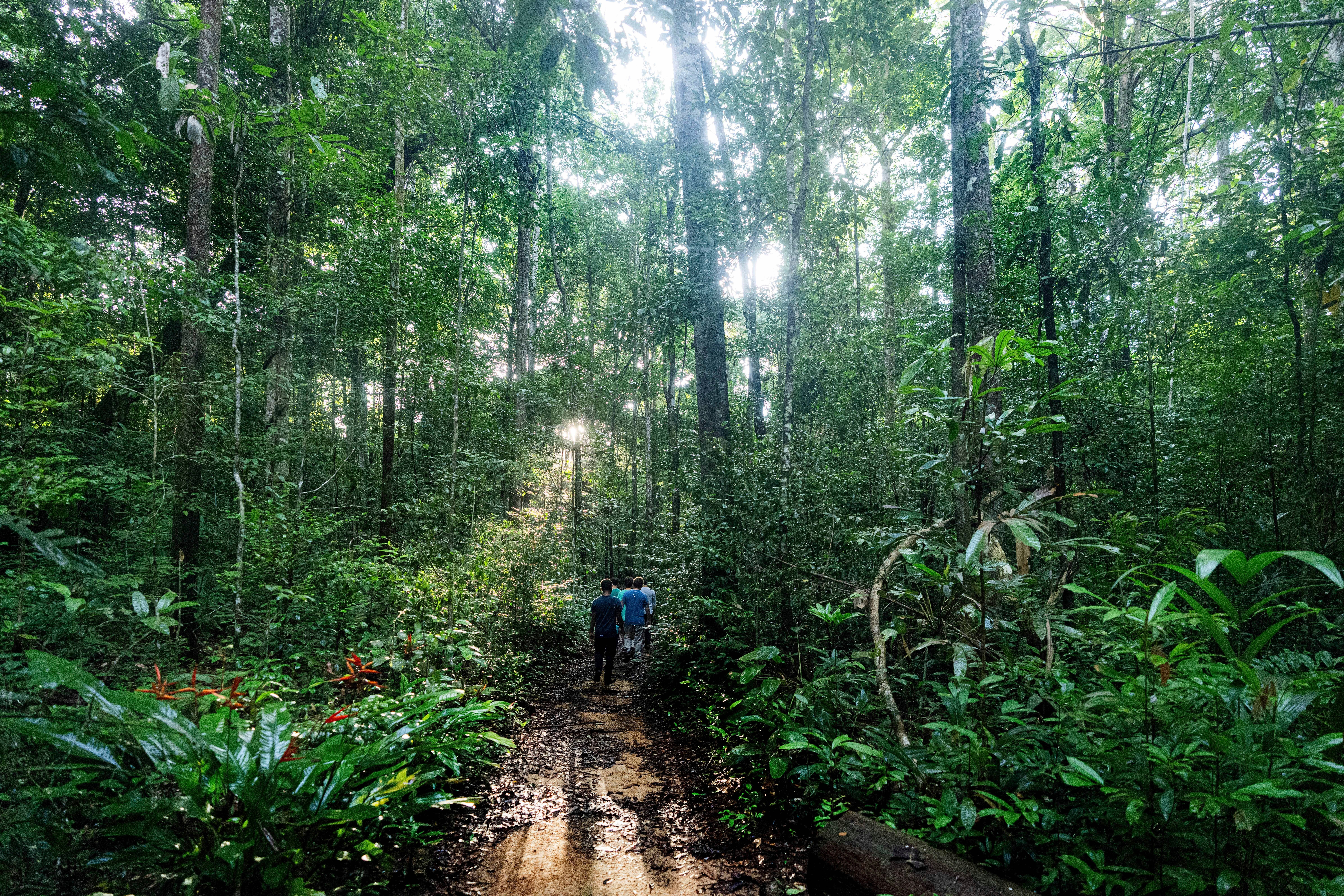 Environmentalists walk through the Caxiuana National Forest, in Brazil’s Para state, not far from Belem