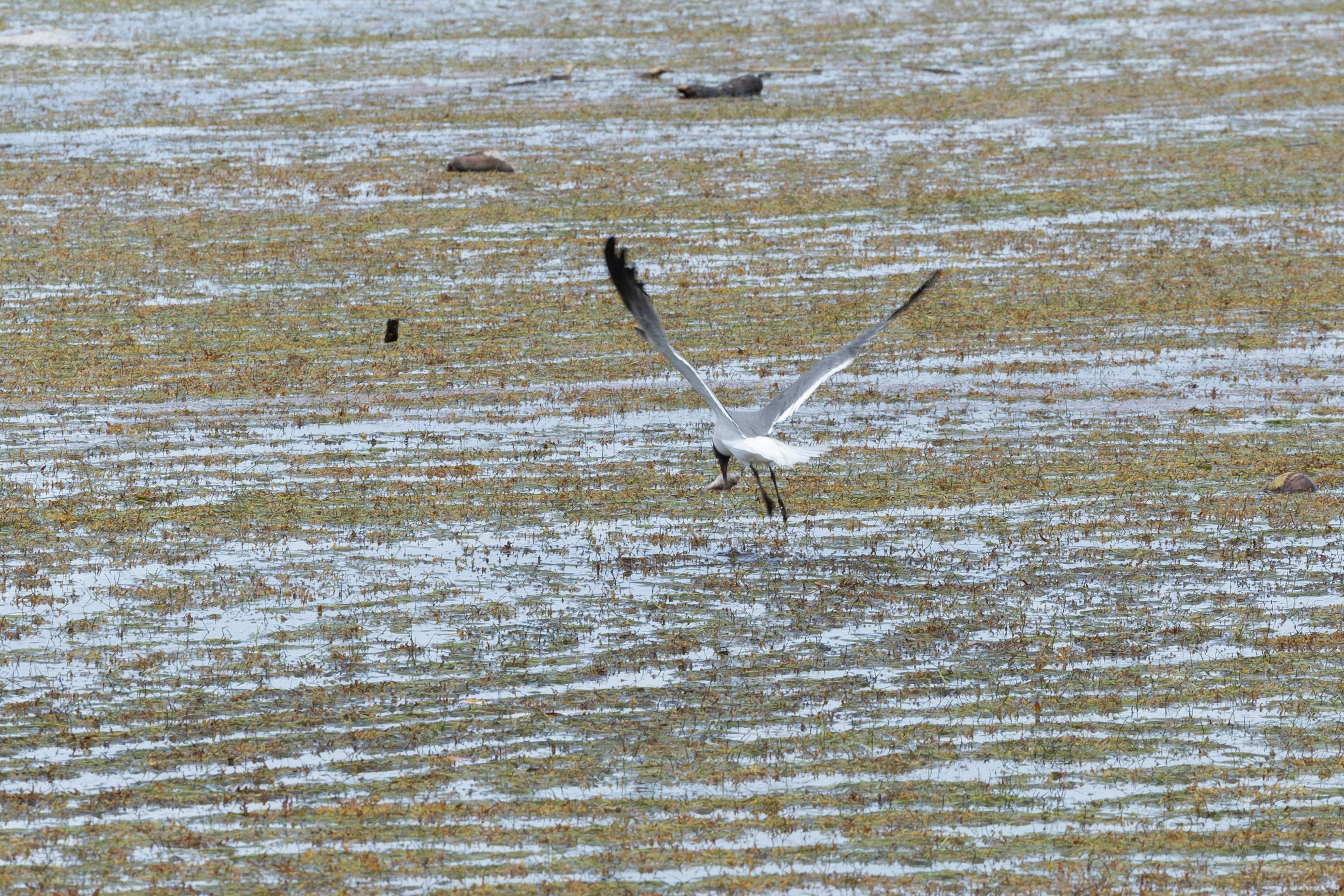 A sea bird catches a fish from underneath sargassum algae in Fajardo, Puerto Rico on May 19, 2025