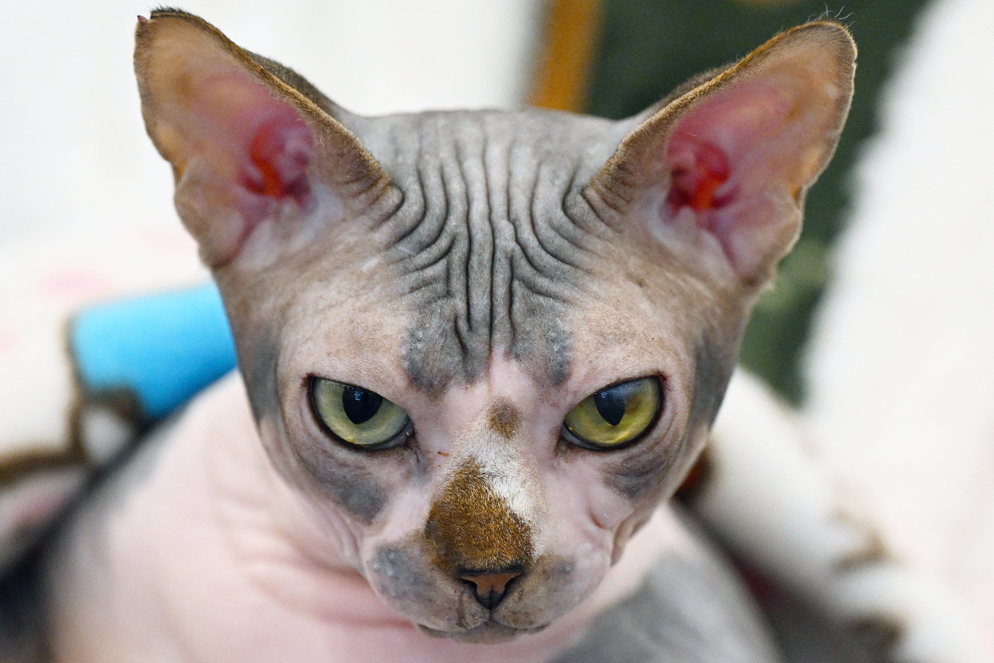 A cat participates in a show organised by the Kuwait Cat Club