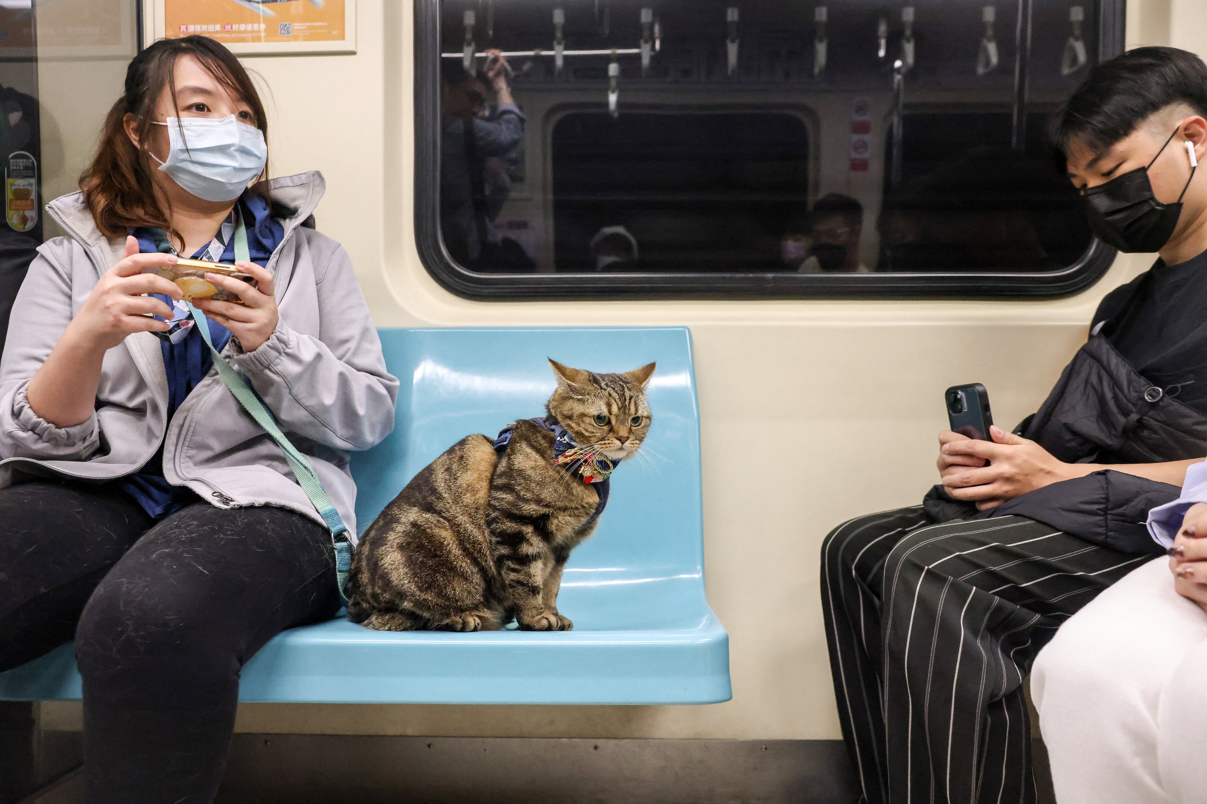 A passenger rides with her cat on a pet-friendly train in Taipei