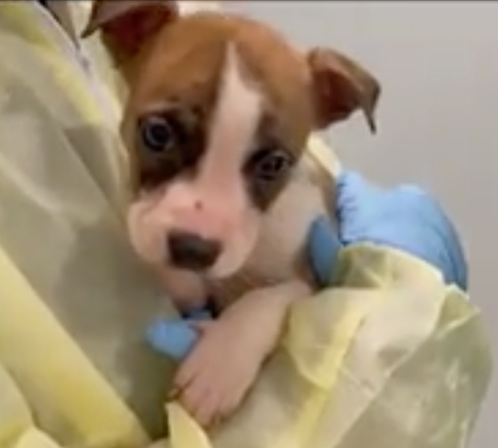 The dog in question, a pitbull-German Shepherd mix, is shown here in an animal shelter in New York City
