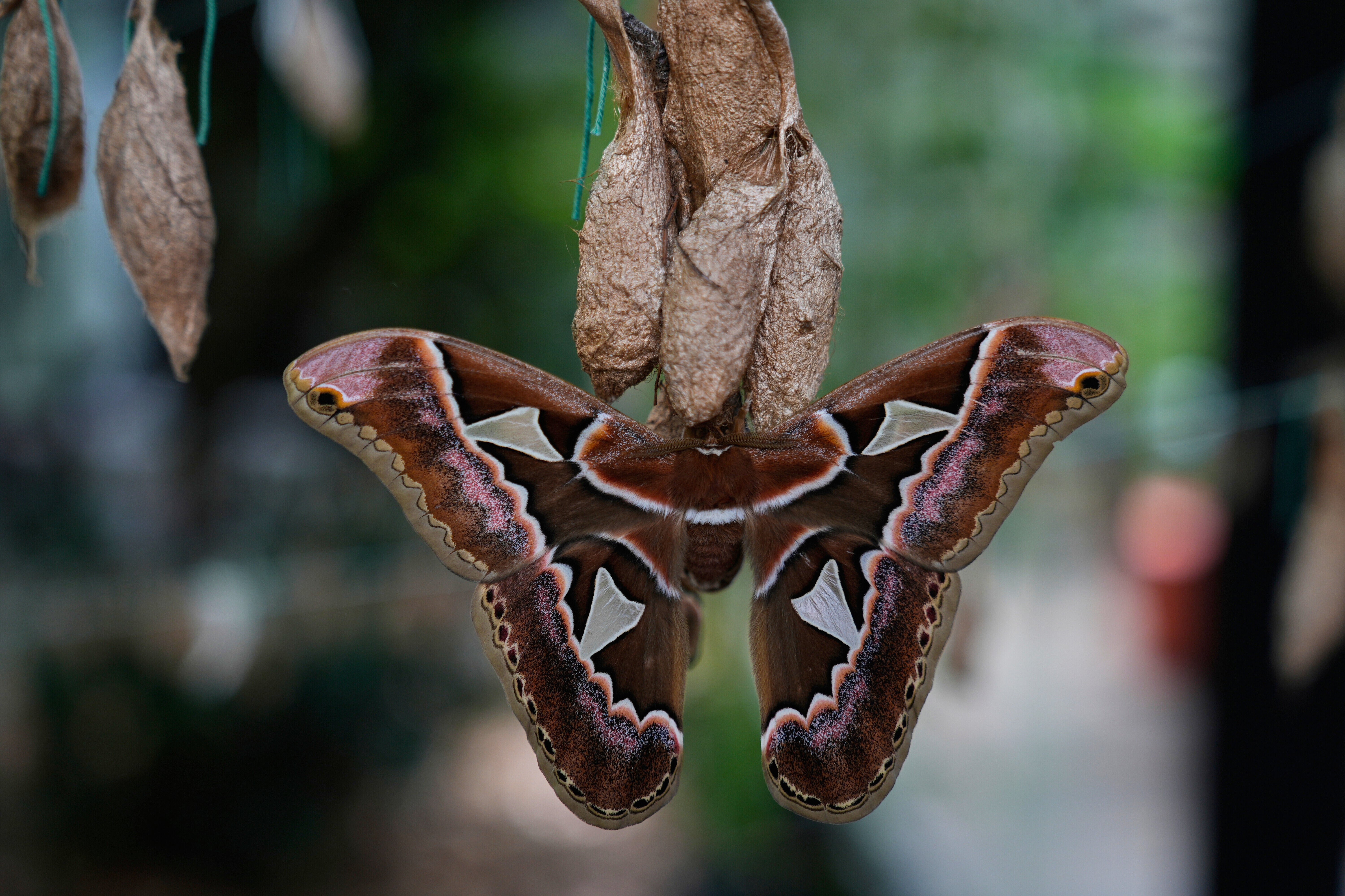 A moth emerges from a cocoon while hanging from a clothesline in the gardens of the Natural History Museum in Mexico City
