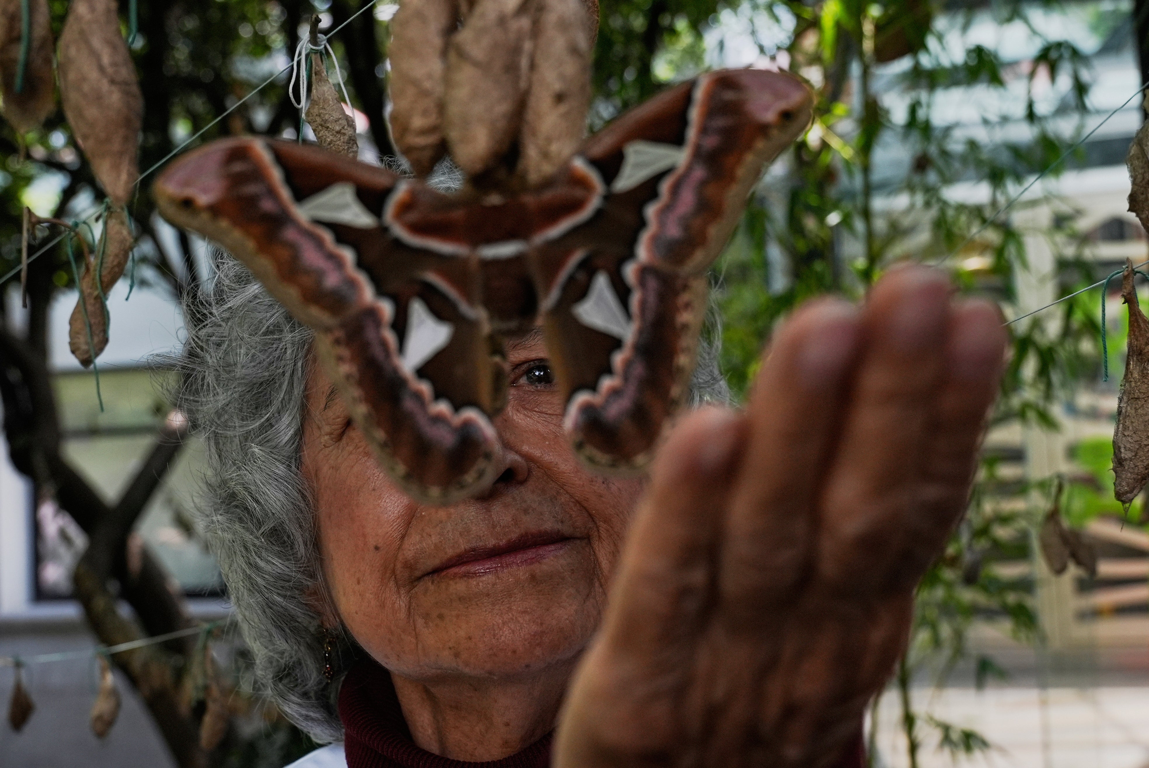 Maria Eugenia Diaz Batres, a biologist, looks at a moth emerging from a cocoon while hanging from a clothesline in the gardens of the Natural History Museum in Mexico City
