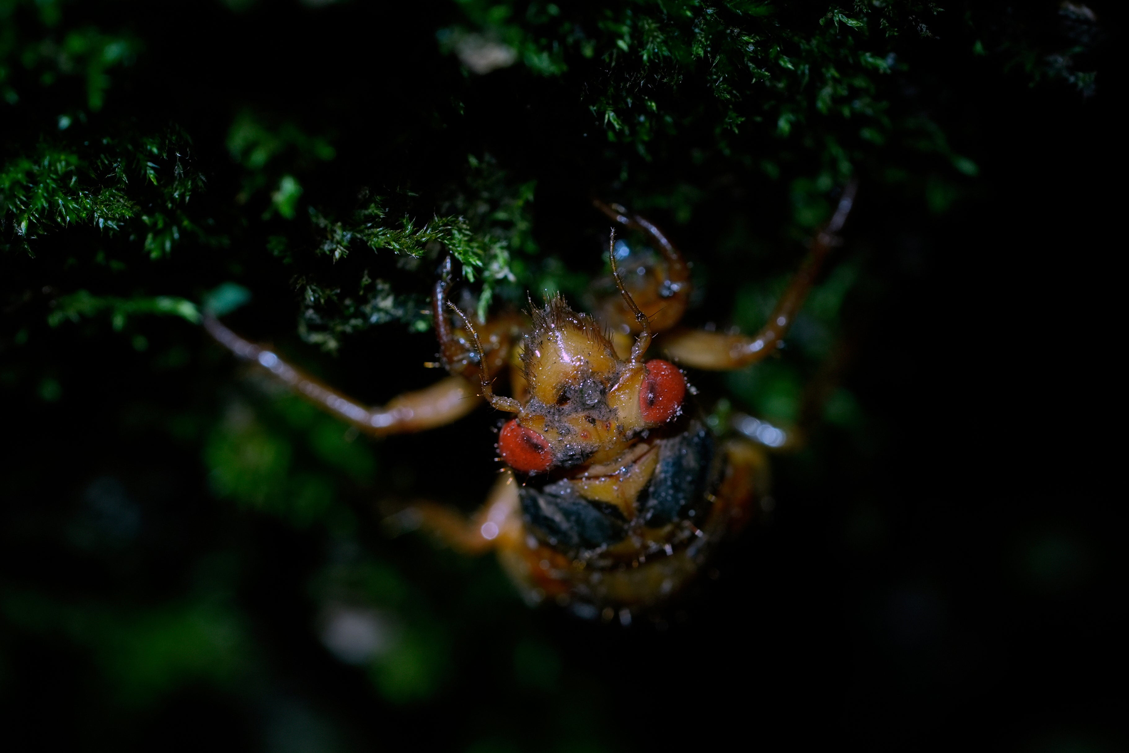 Cicada Invasion Photo Gallery