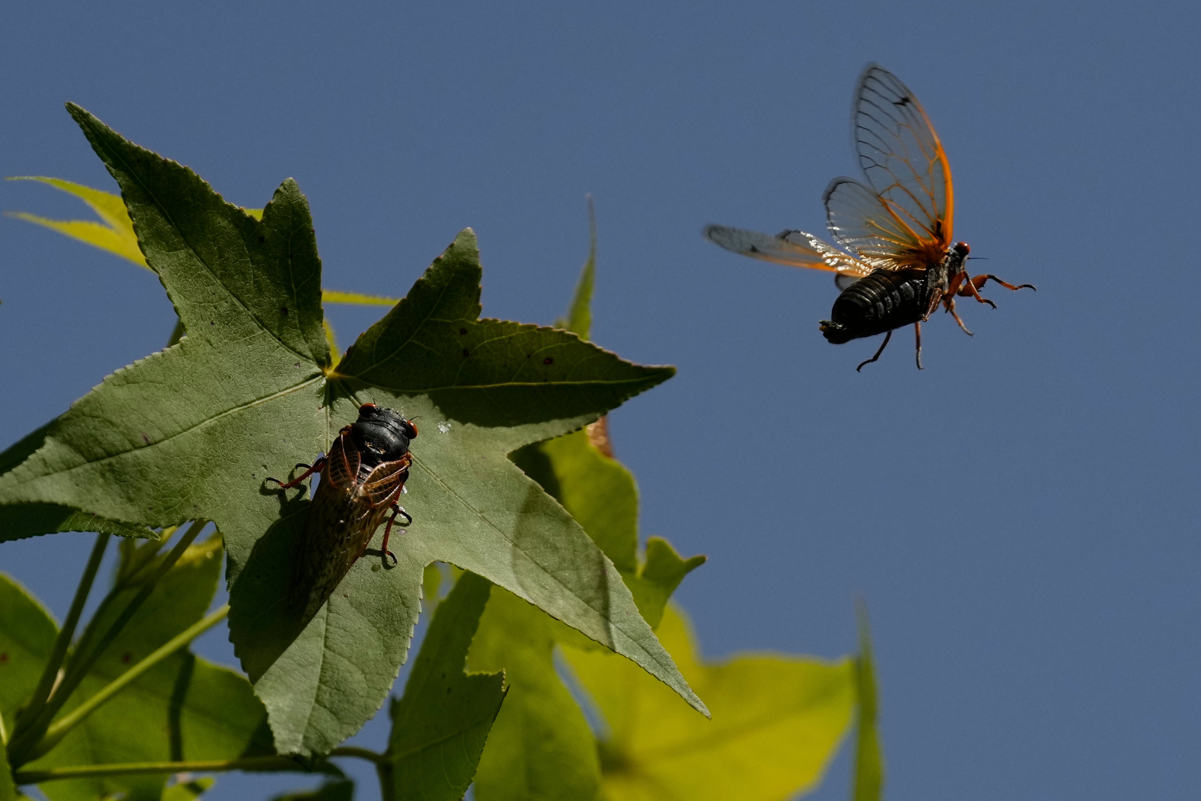Cicada Invasion Photo Gallery