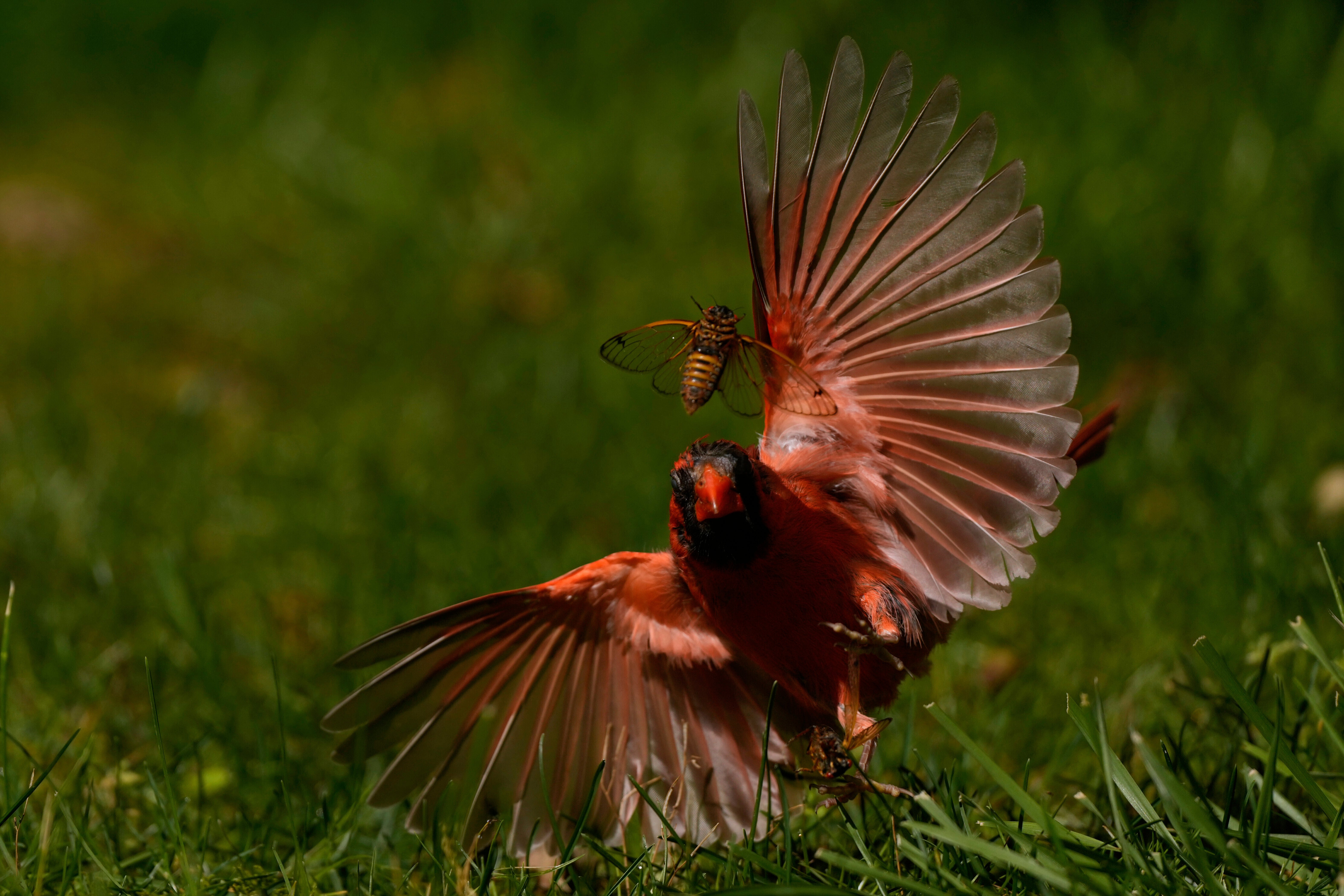 Cicada Invasion Photo Gallery
