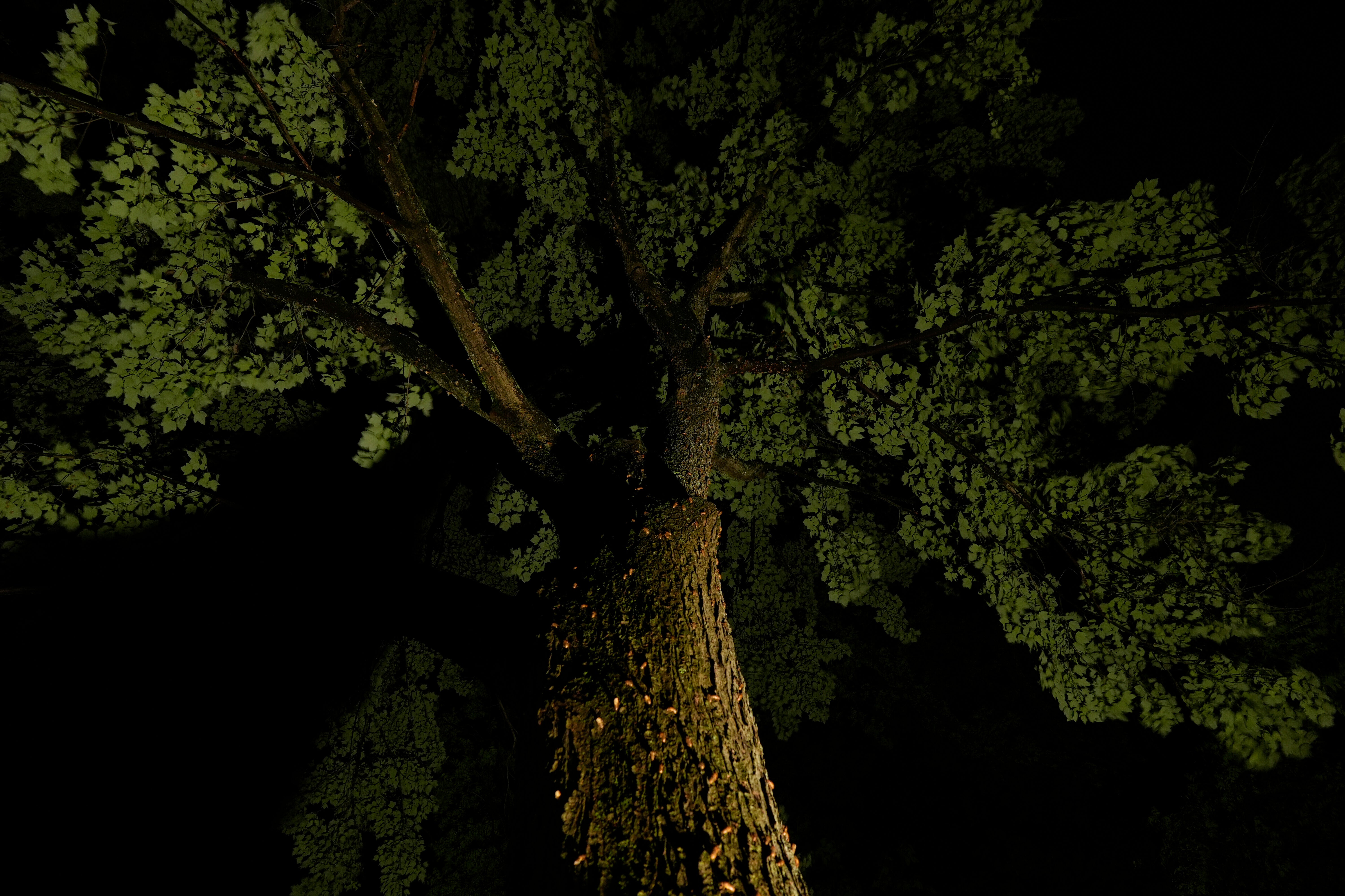 A falling tree limb killed Manuel Pinzon as he shoved his granddaughters out of the way