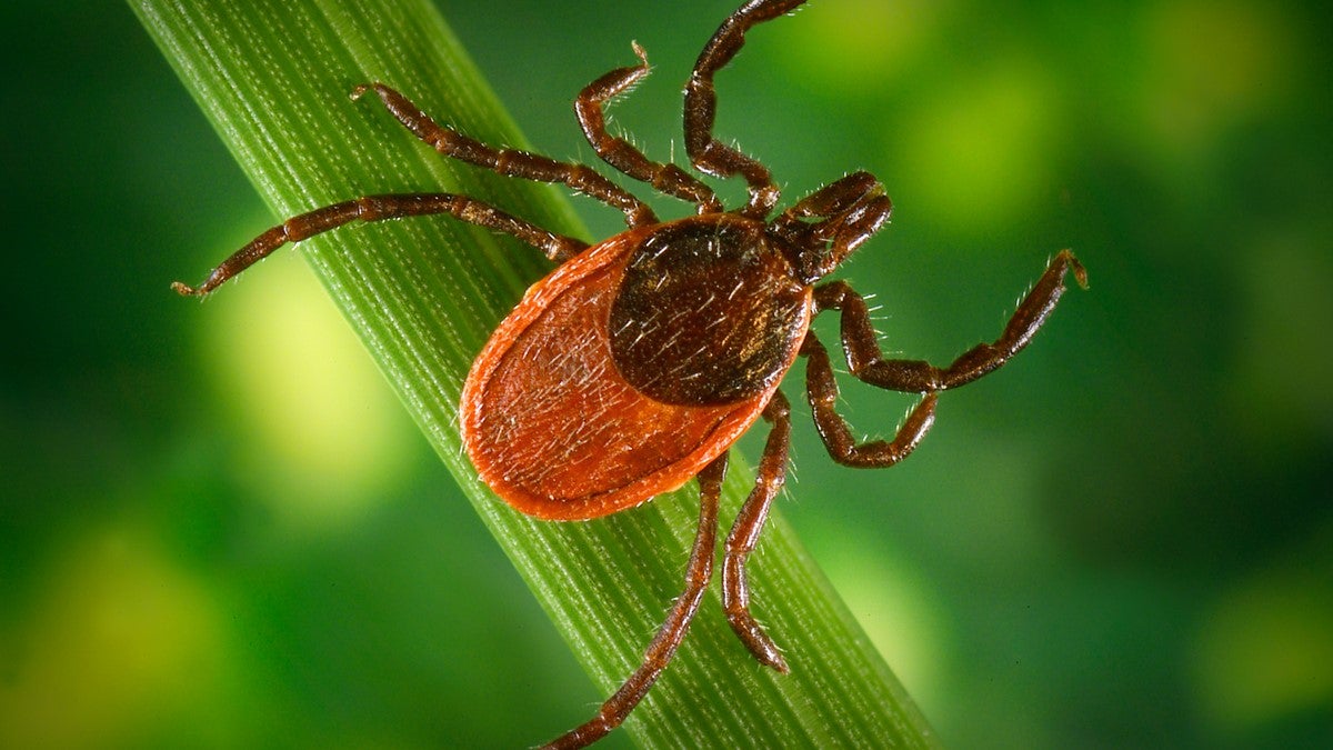 Experts are seeing more reports of blacklegged ticks this year. They carry Lyme disease