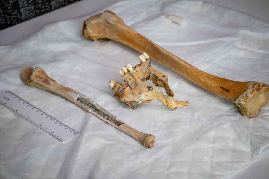 Undergraduate students at the Ramapo College of New Jersey were able to link the three bones to the same person - Captain Henry Goodsell.