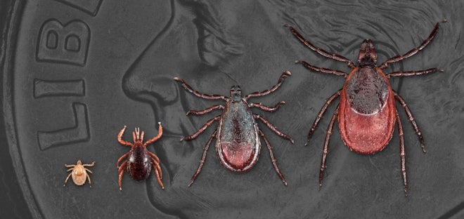 Nymphal blacklegged ticks are no larger than a poppy seed. They may be hard to spot initially