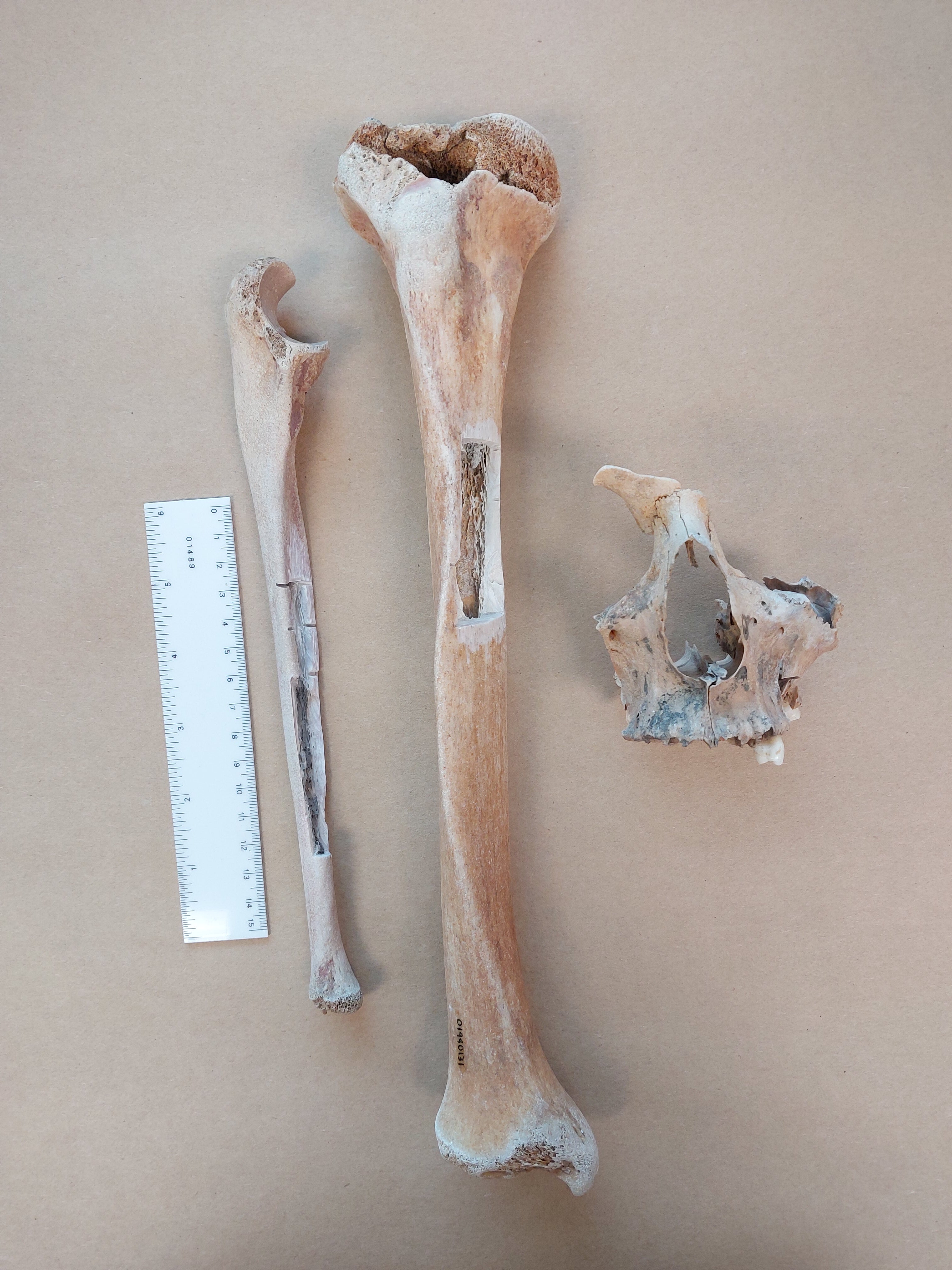 Researchers found the captain’s great-great-granddaughter, whose DNA sample confirmed the identity of the remains.