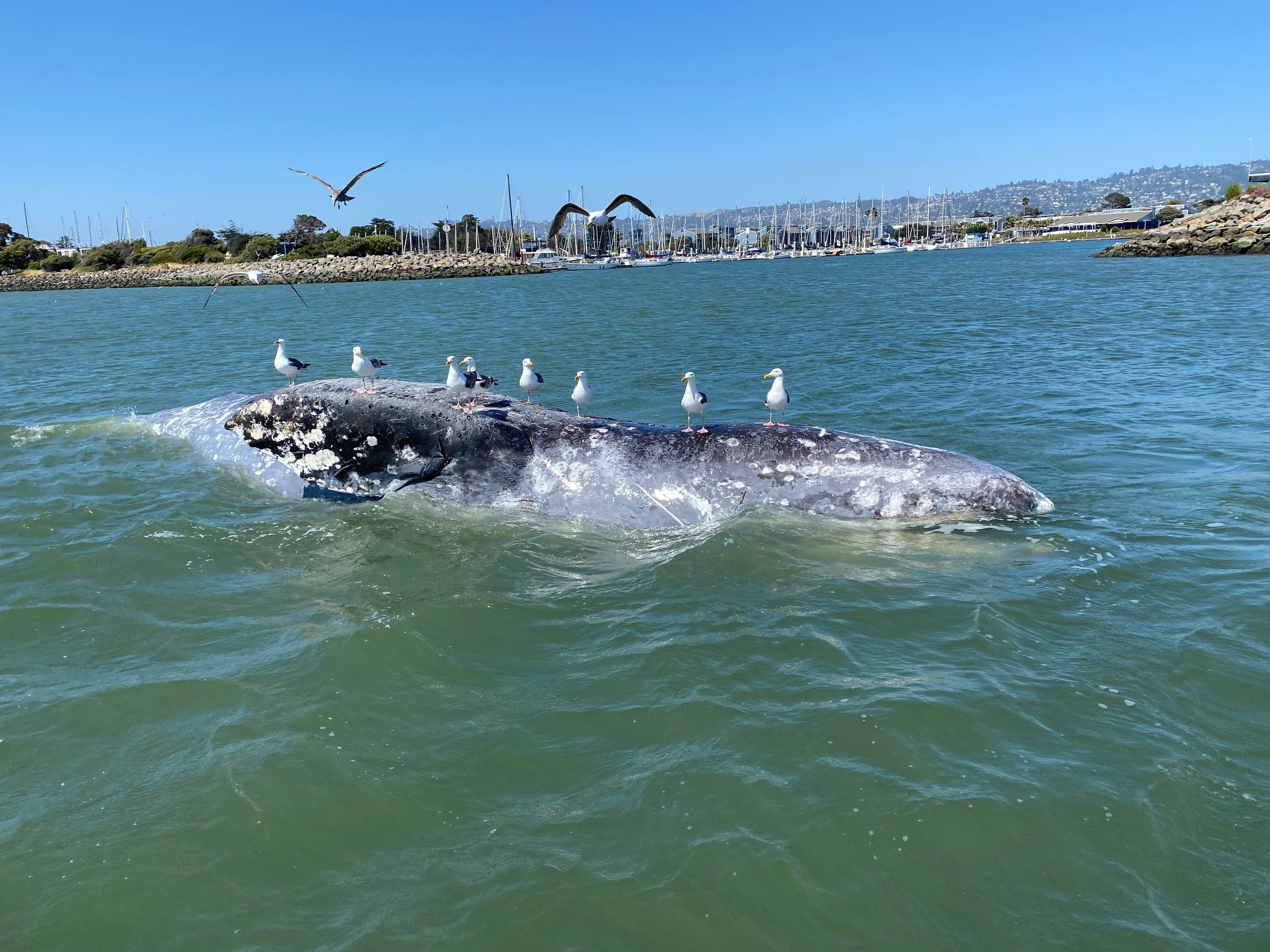 Scientists are still trying to determine the whales’ causes of death. Many are killed by vessel strikes