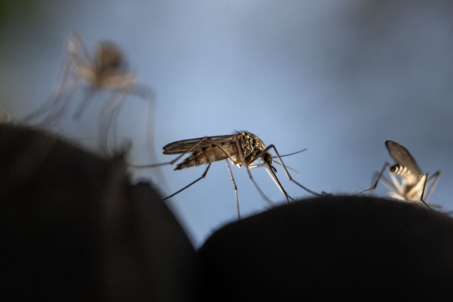 Virus Zika je primárně přenášen kousnutím infikovaných komárů Aedes
