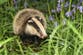 Badger cull expansion given go-ahead by officials – against advice of own science chief