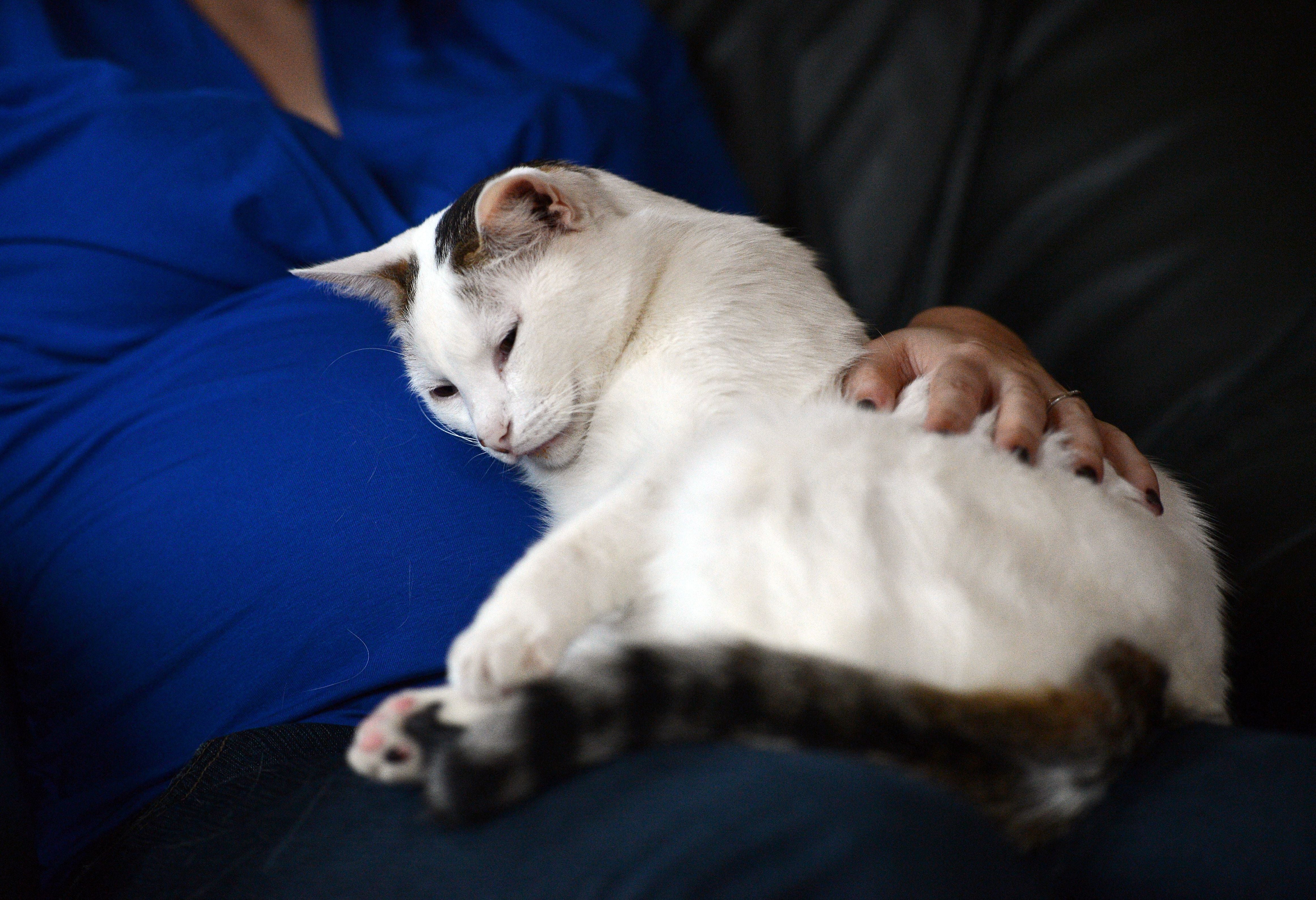 A woman pets her cat as it sits on her lap