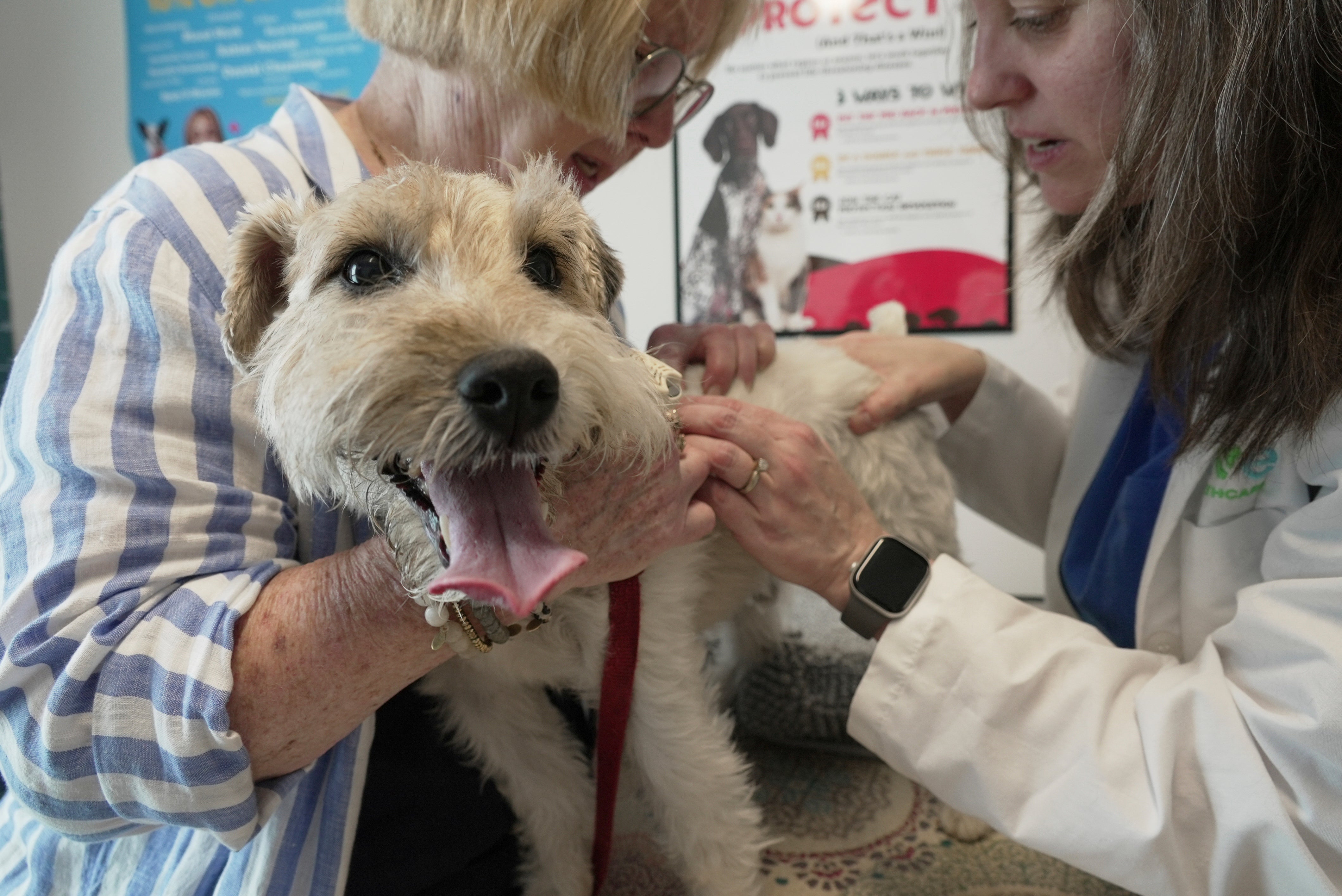 Be Well-Allergic Pets