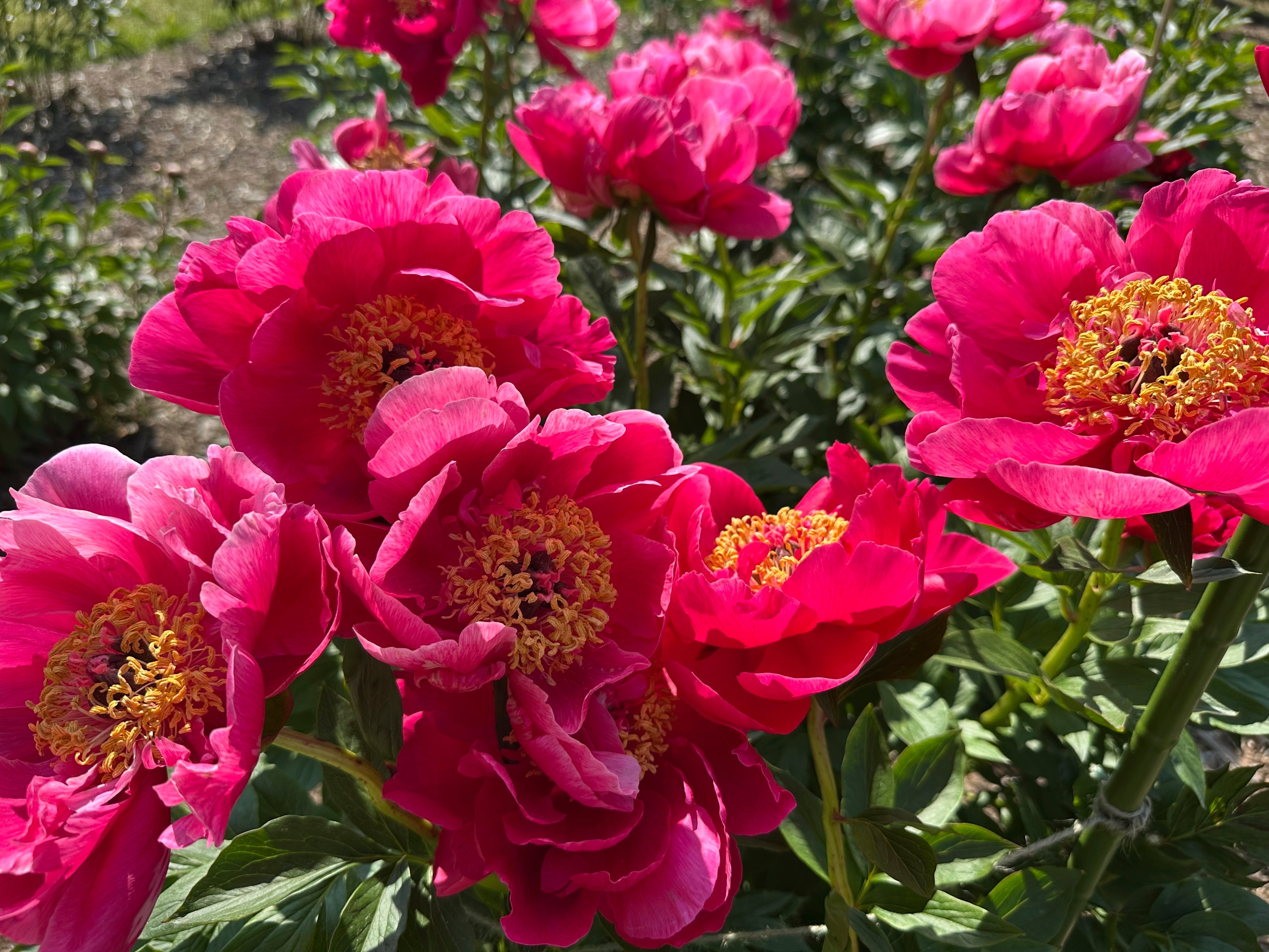 Peonies in Bloom