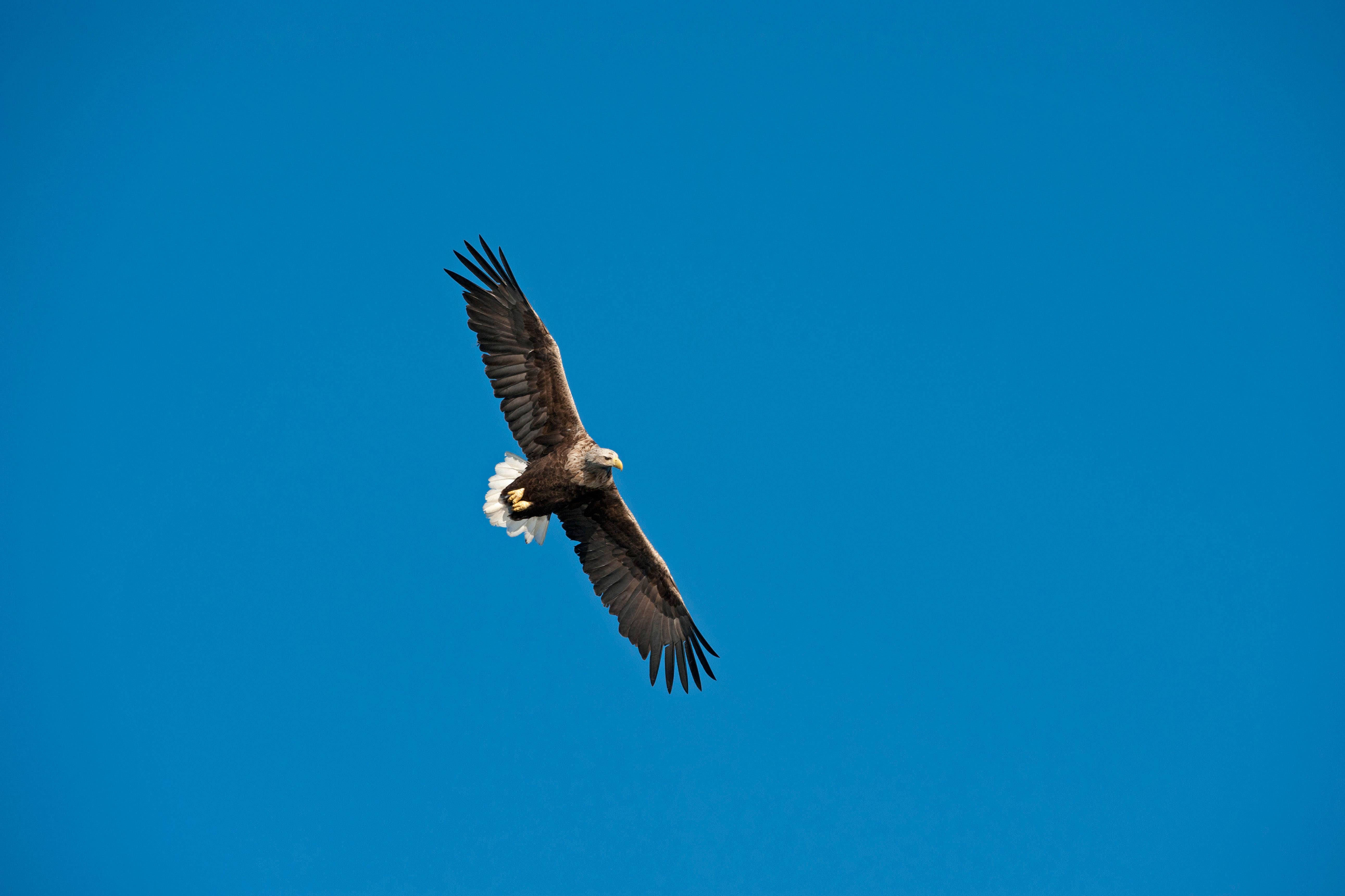 A white-tailed eagle in flight (Alamy/PA)