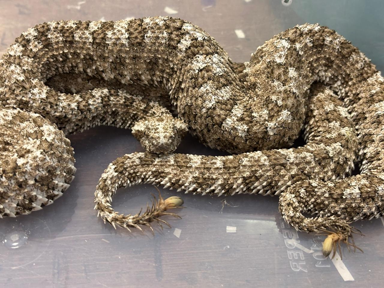 Spider-tailed horned vipers found in passenger’s luggage at Mumbai airport
