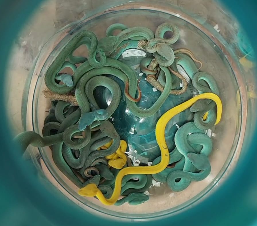 Man caught at airport with 52 live venomous snakes and exotic animals